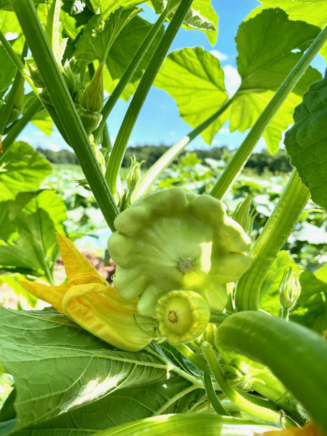 Previous Happening: A Summer of Squash