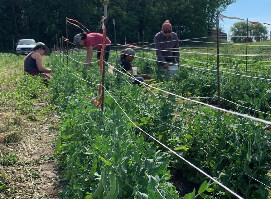 Previous Happening: Farm Share Week 4 Newsletter