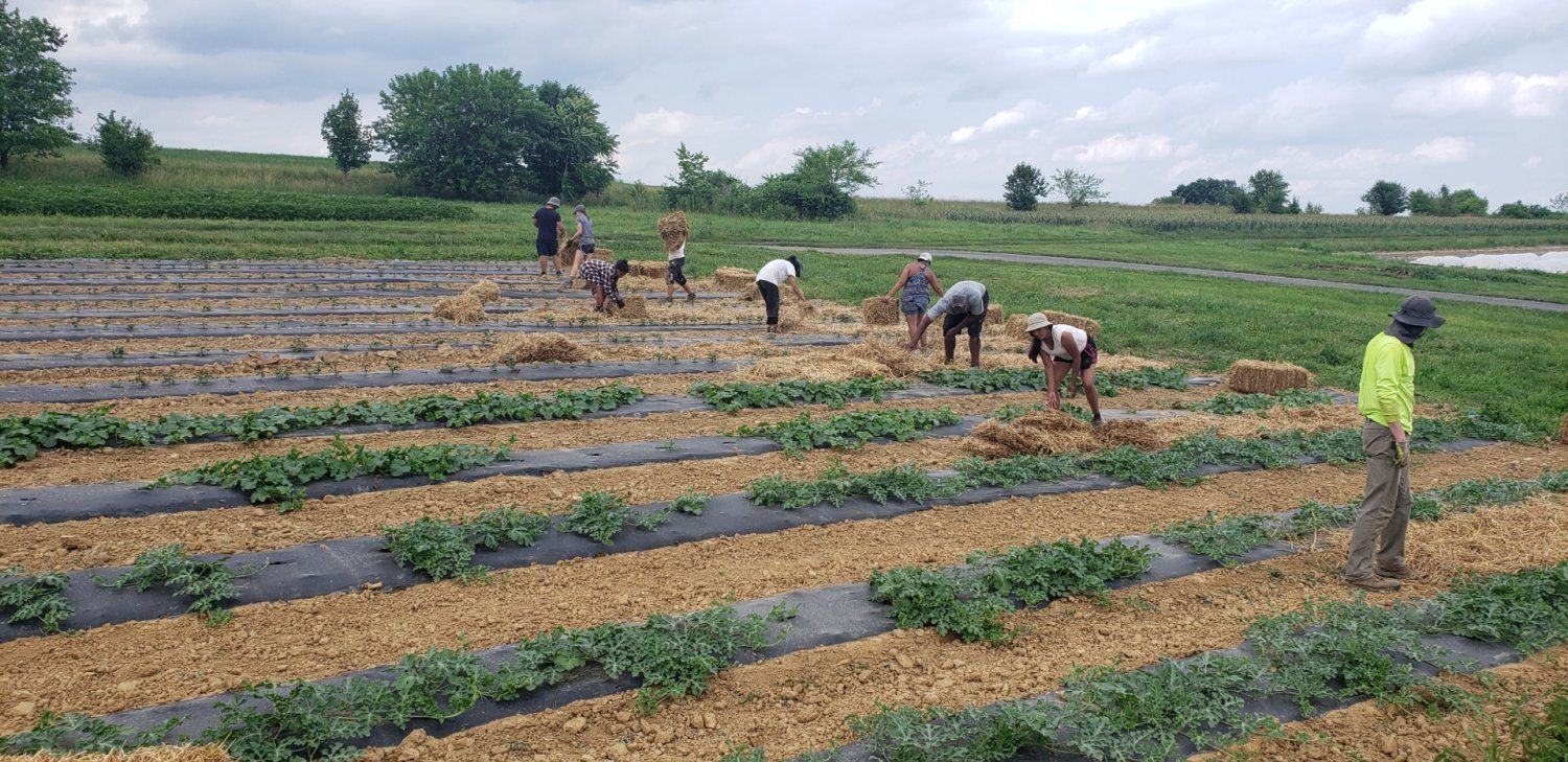 Previous Happening: Farm Happenings for July 2, 2021