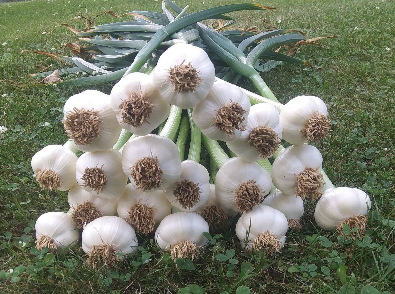 Previous Happening: It's Fresh Garlic Time!