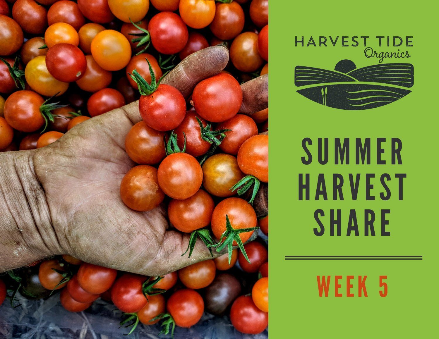 Next Happening: Summer Harvest Share - Week 5