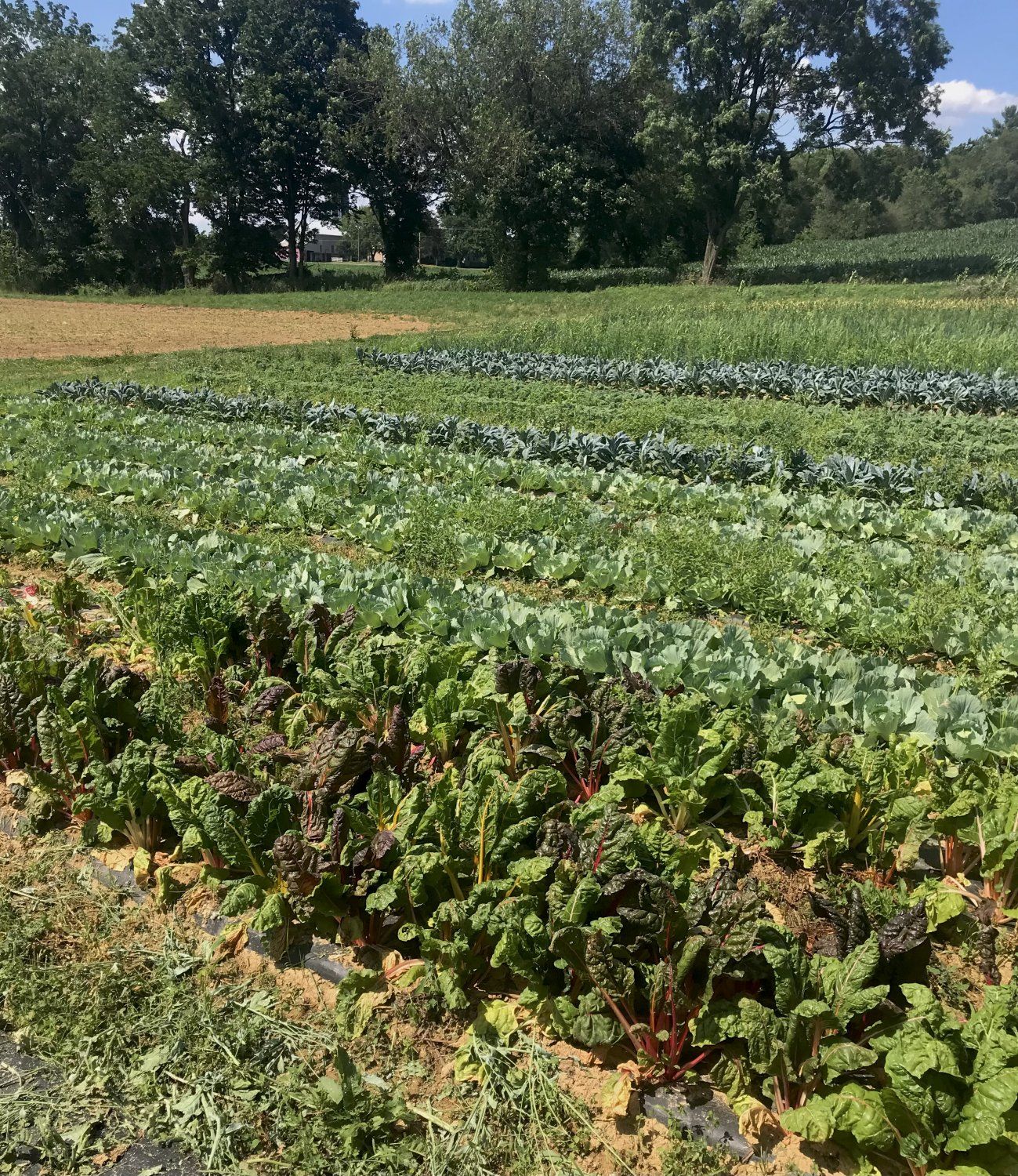 Previous Happening: Farm Happenings for July 9, 2021