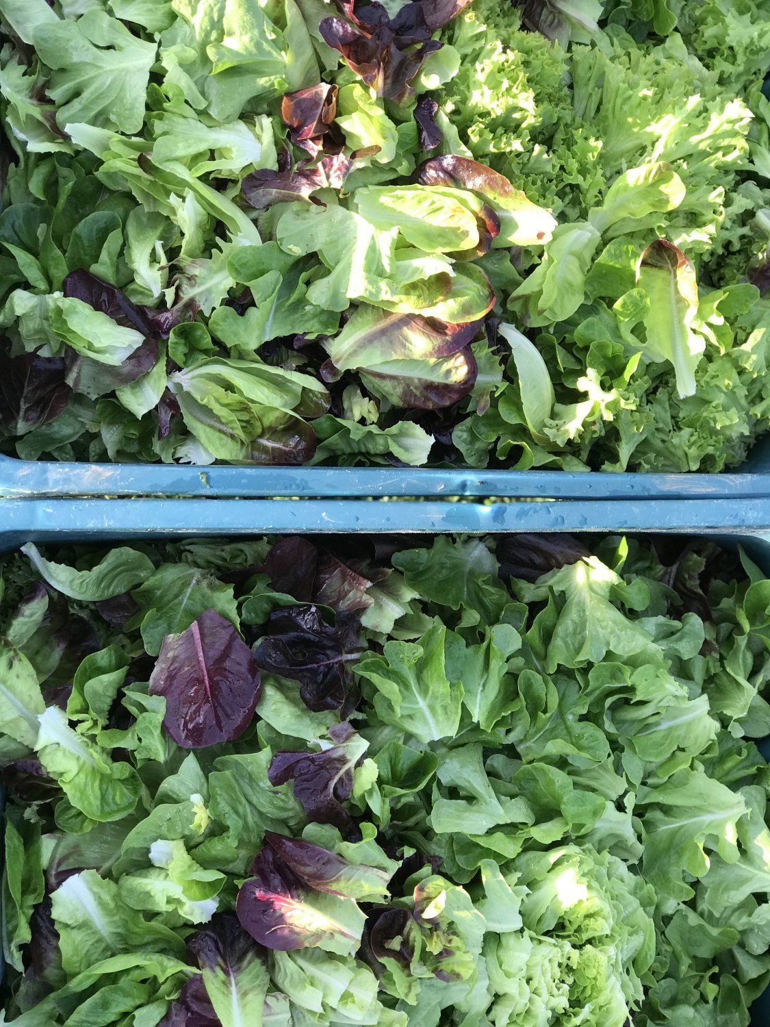 Previous Happening: Resilient Lettuce