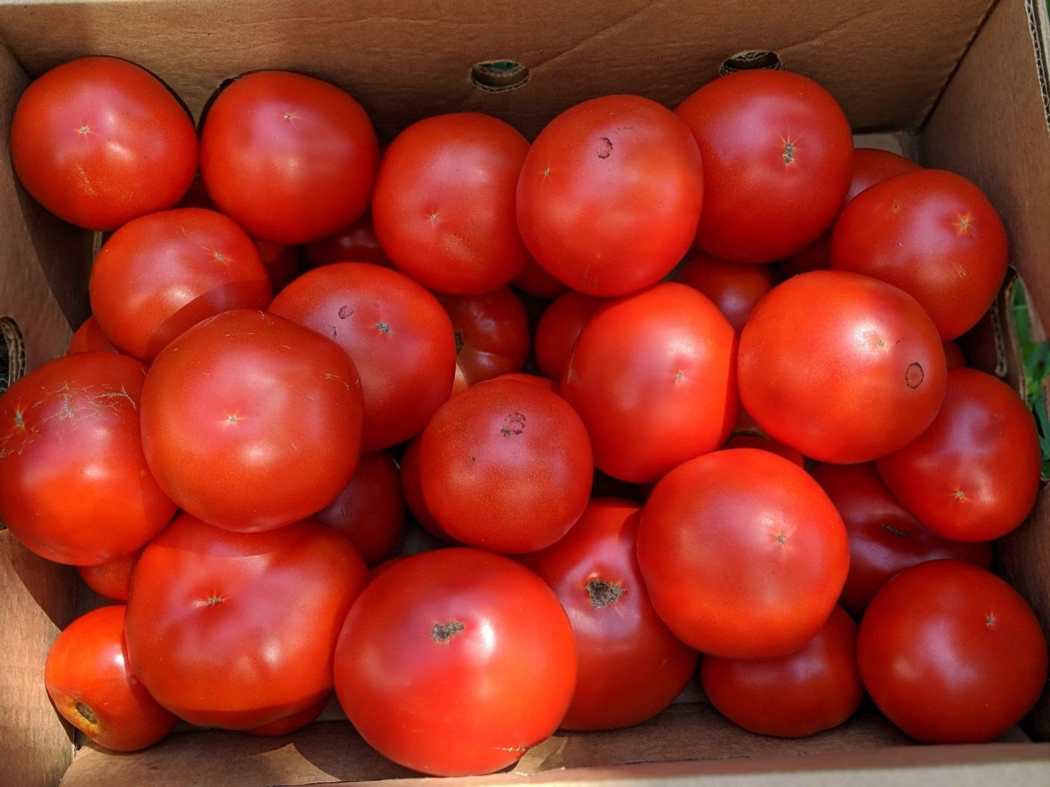 Next Happening: Customize your box for tomatoes.