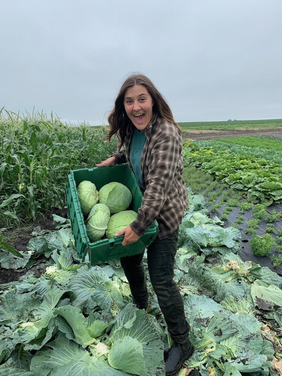 Cabbage Harvest!