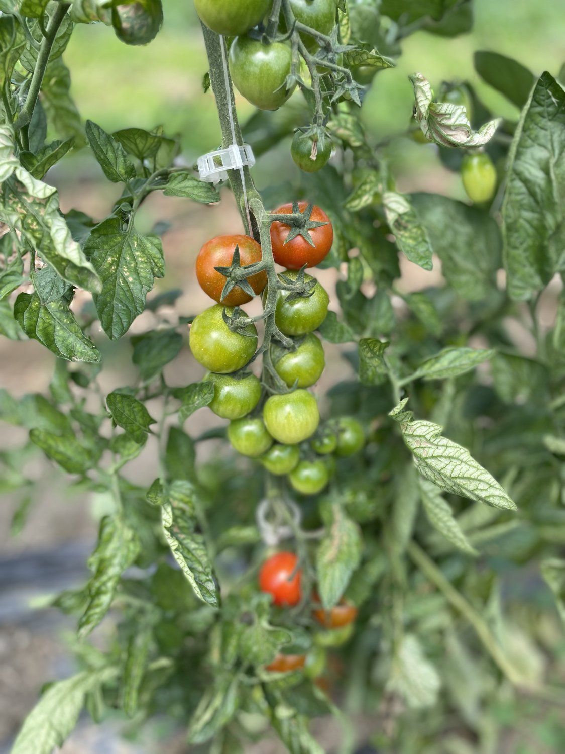 Tomatoes! and a note from YOUR Farmer Joseph Fox!