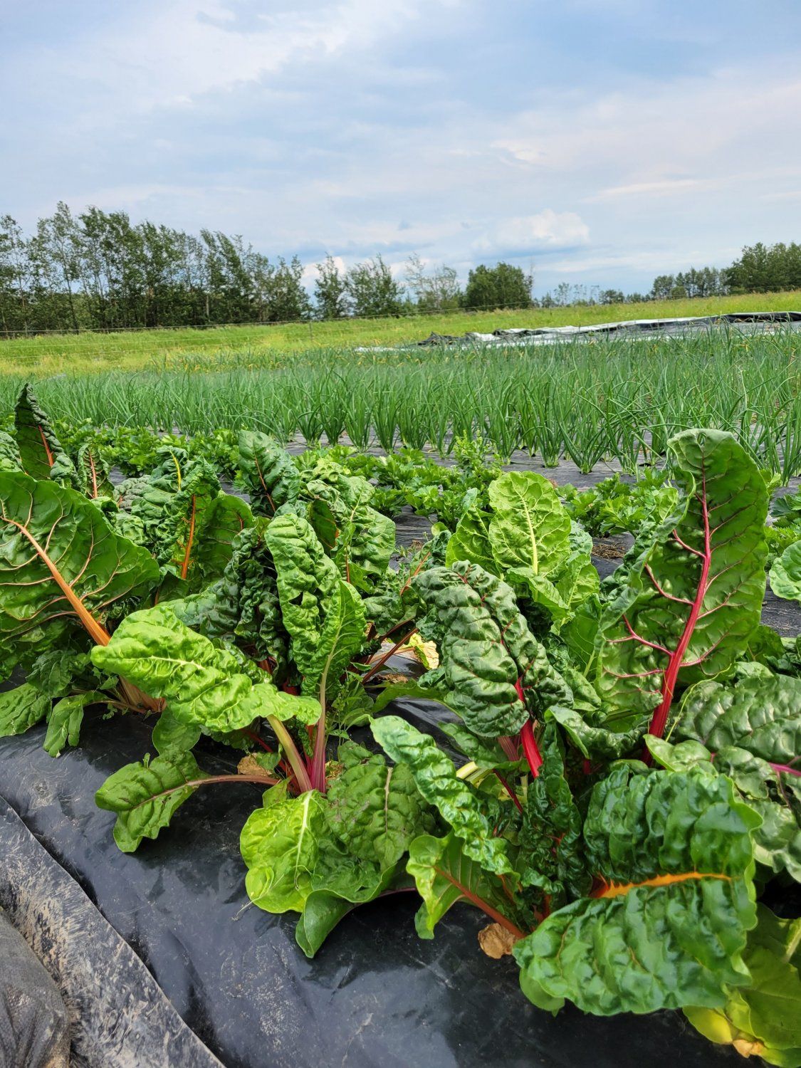 Next Happening: Farm Happenings for July 14, 2021