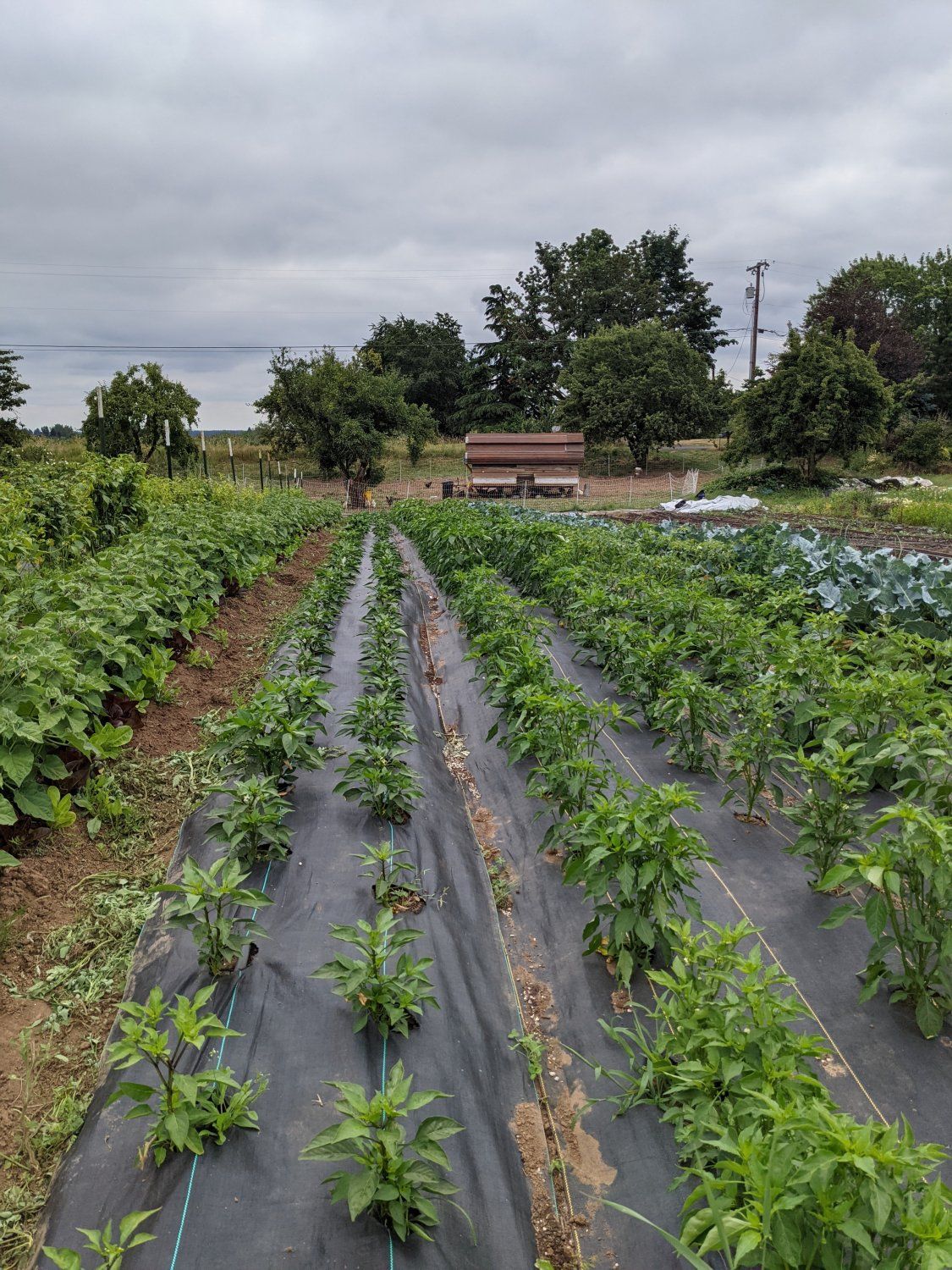 Next Happening: Farm Happening's for July 12