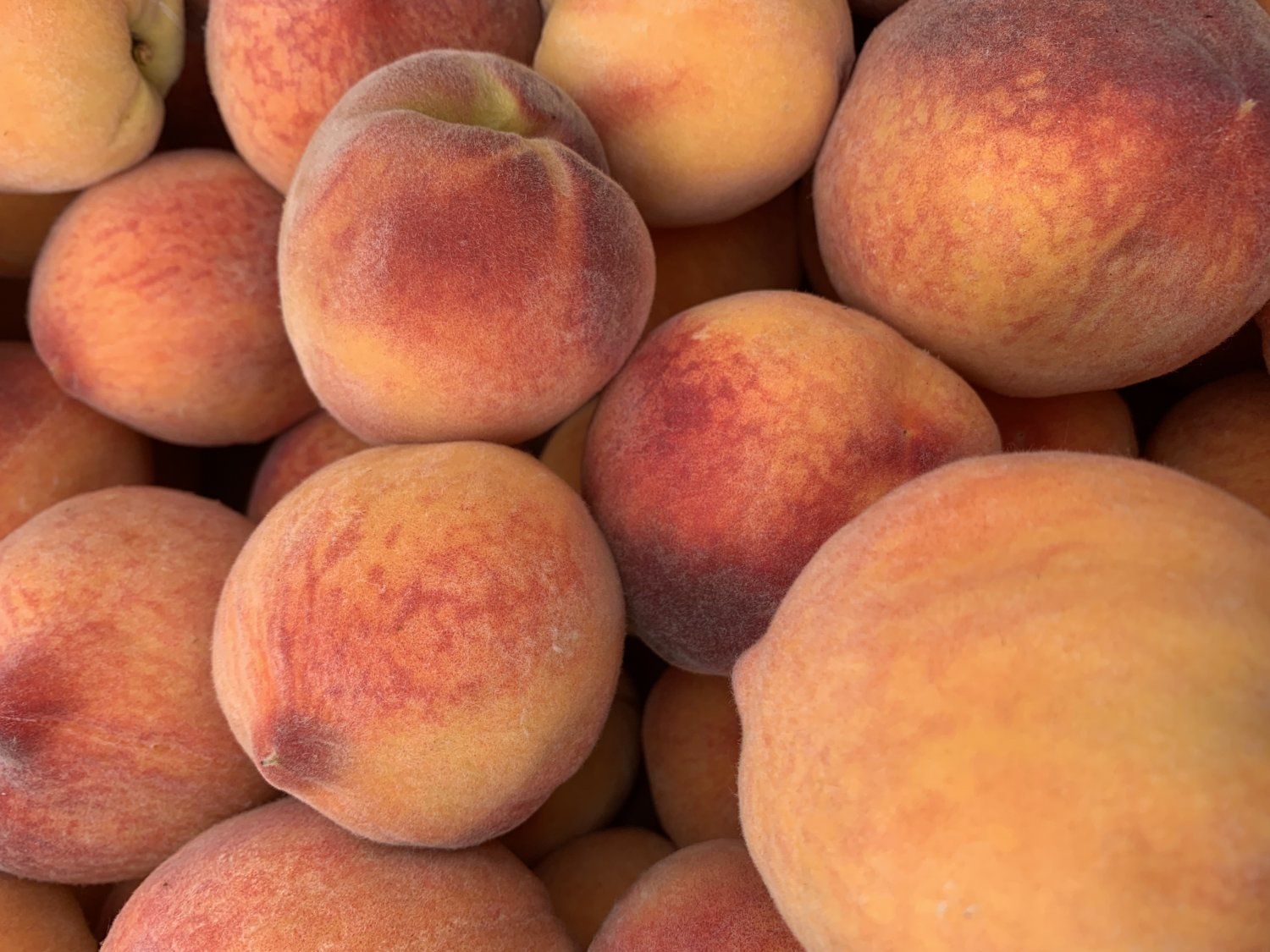 Next Happening: Palisade peach season is here!