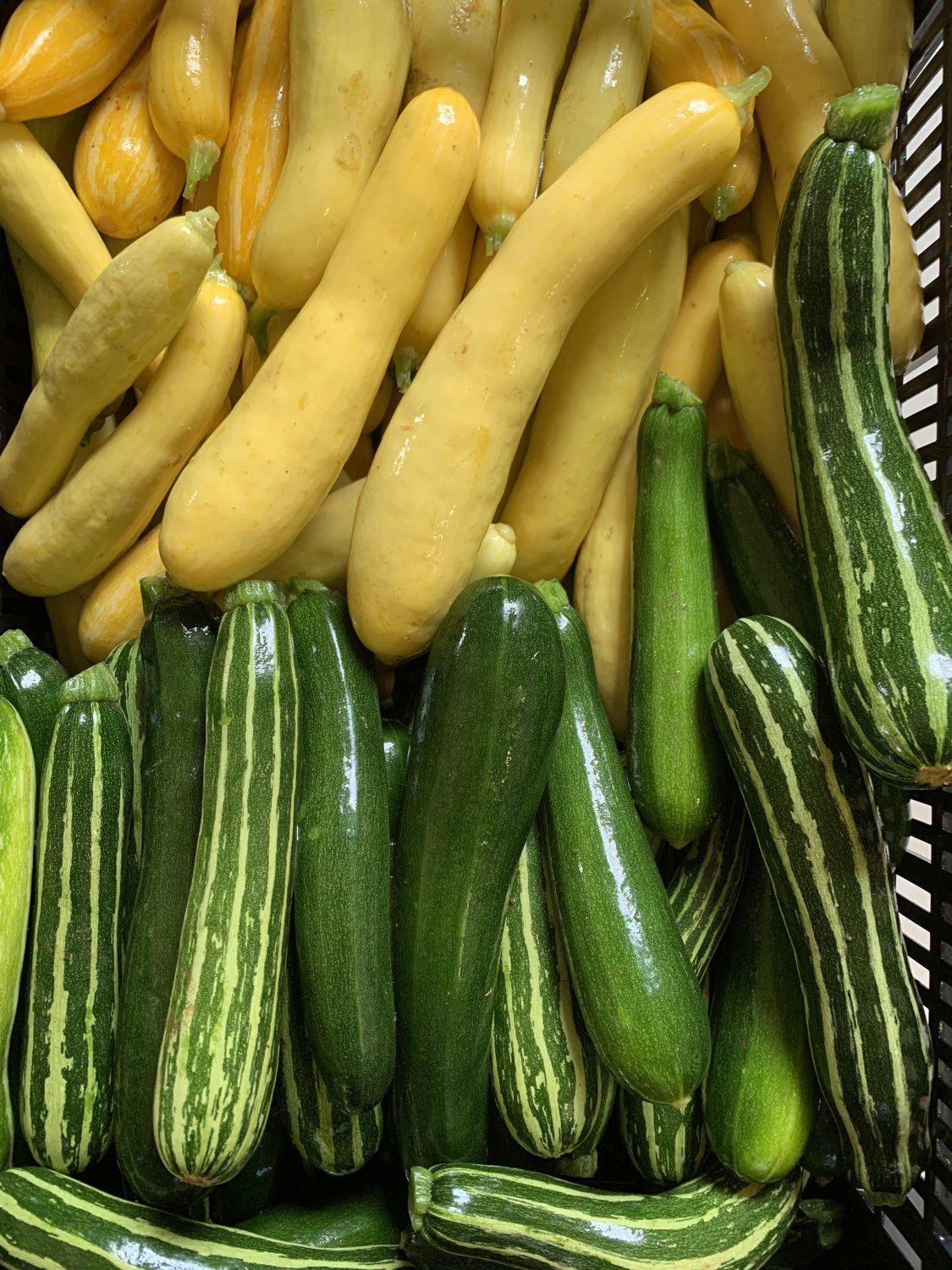 Ideas for all of that Summer Squash...