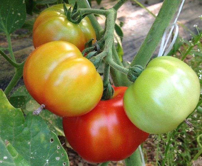 Next Happening: Week 9:  Summer Squash Fading, Tomatoes Shining Bright