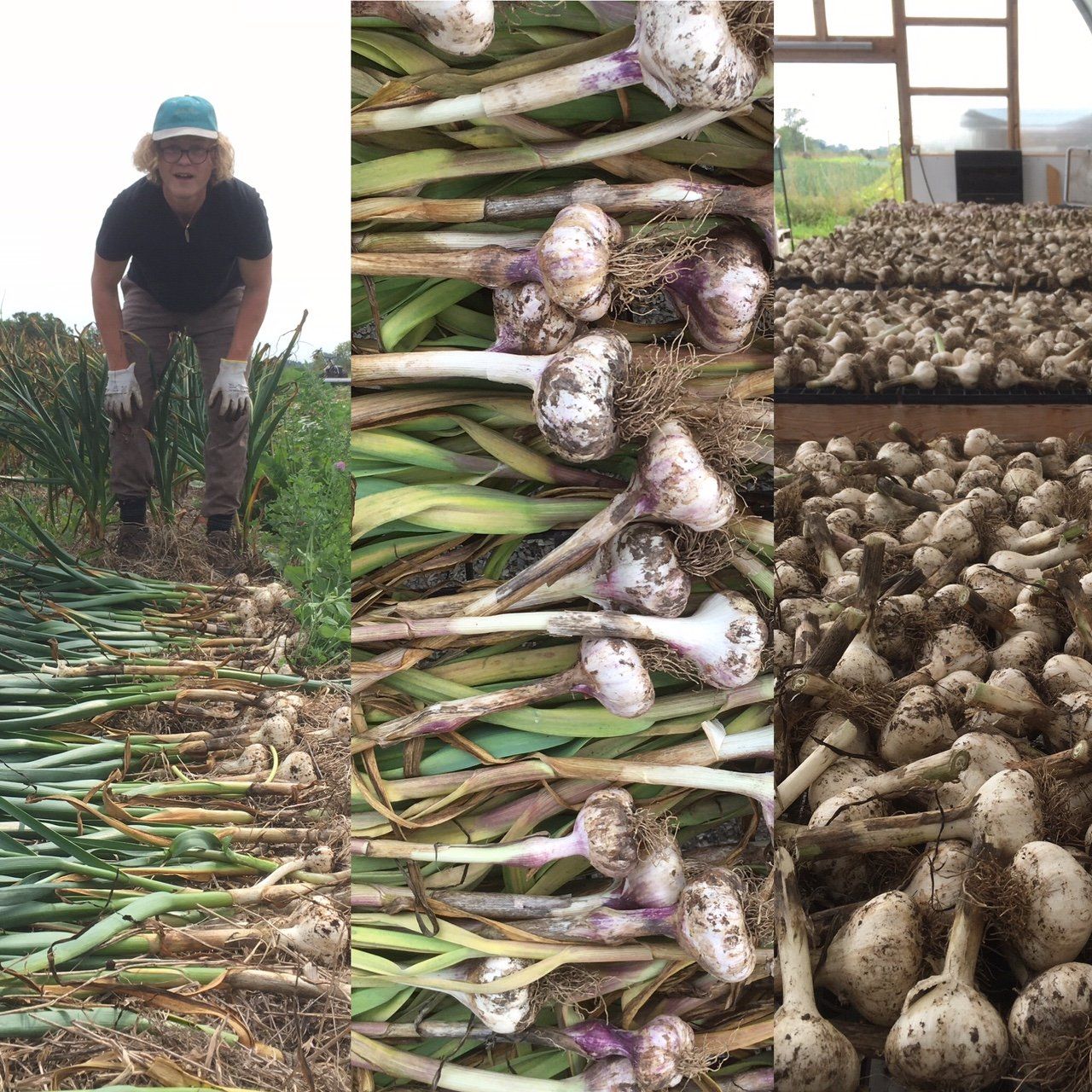 Previous Happening: Growing Great Garlic