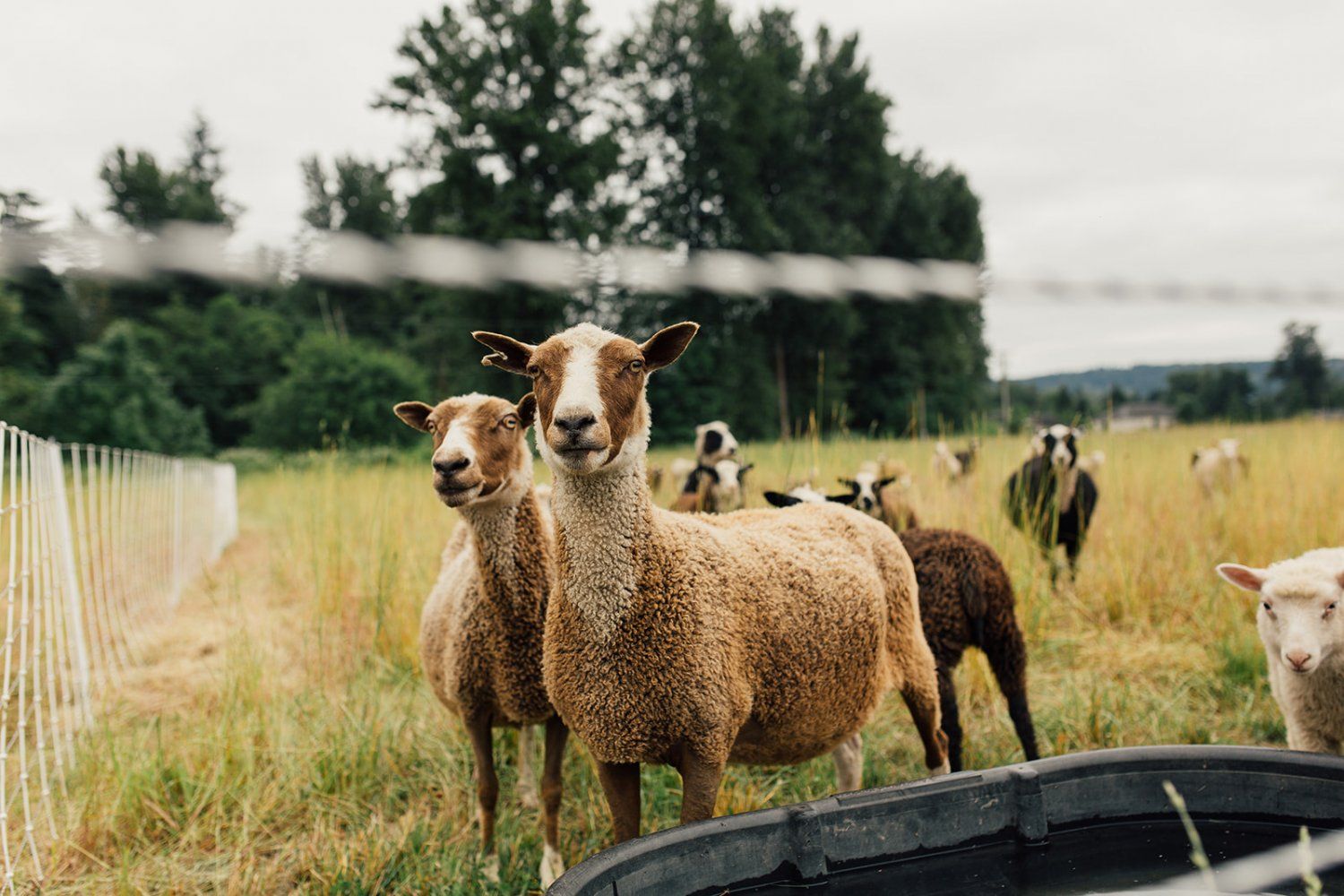 Previous Happening: Farm Happenings for July 29, 2021: Hot Sheep Summer