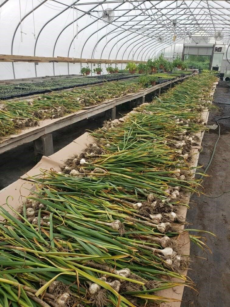 Next Happening: Garlic Harvest