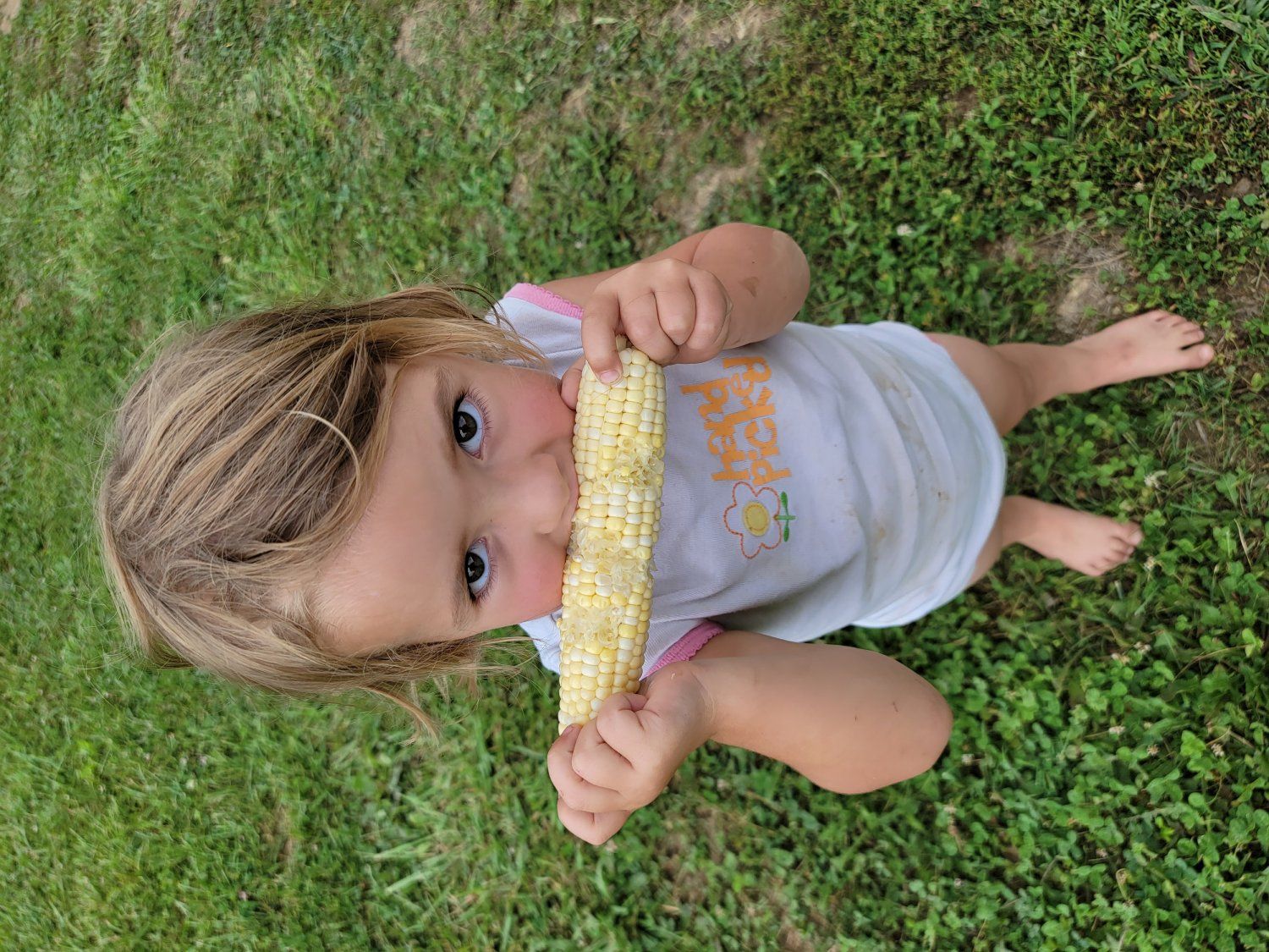 Next Happening: Sweet Corn Season has begun