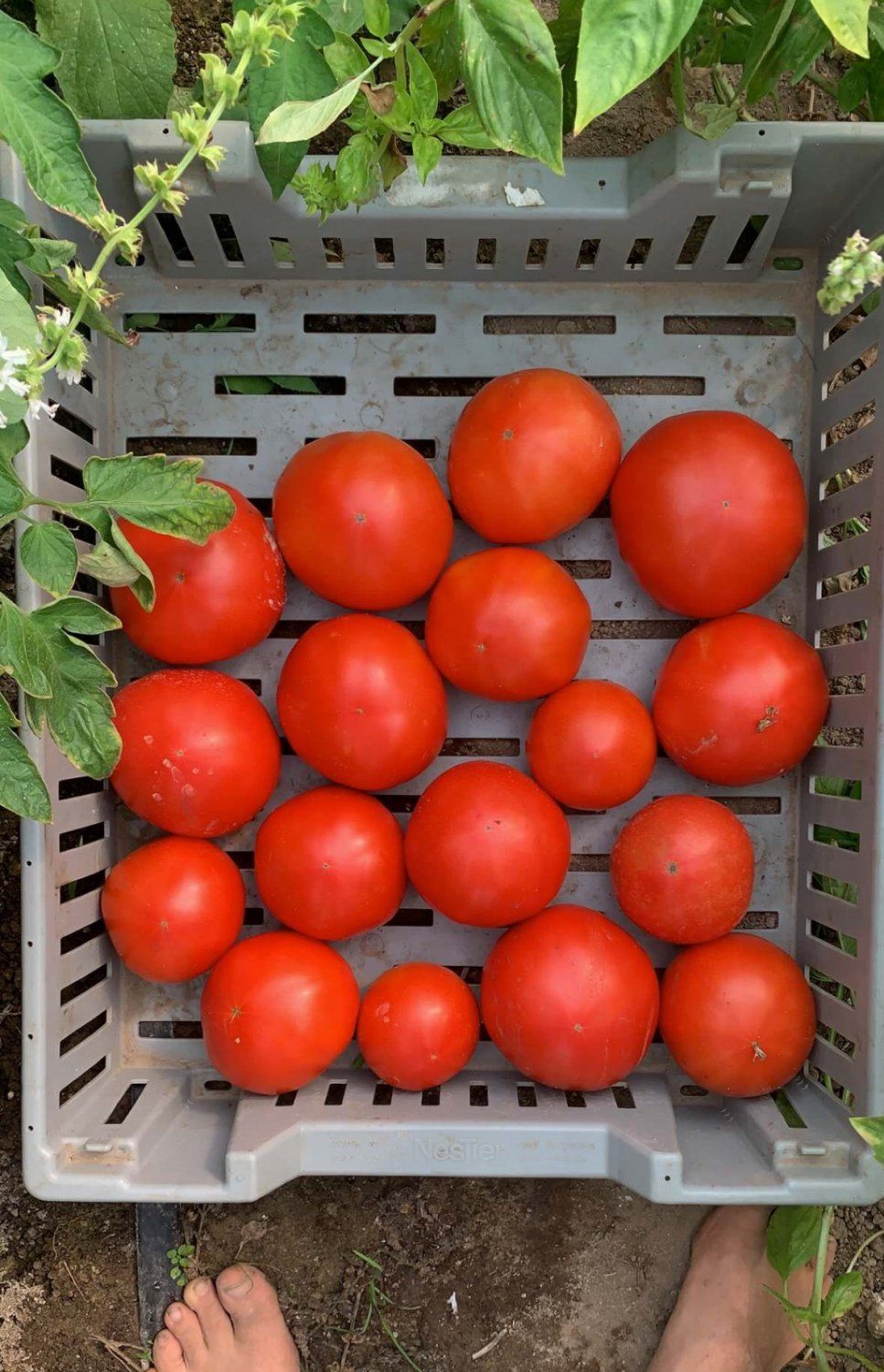 Lettuce Rejoice! August 5, 2021- Tomato, Tomahto