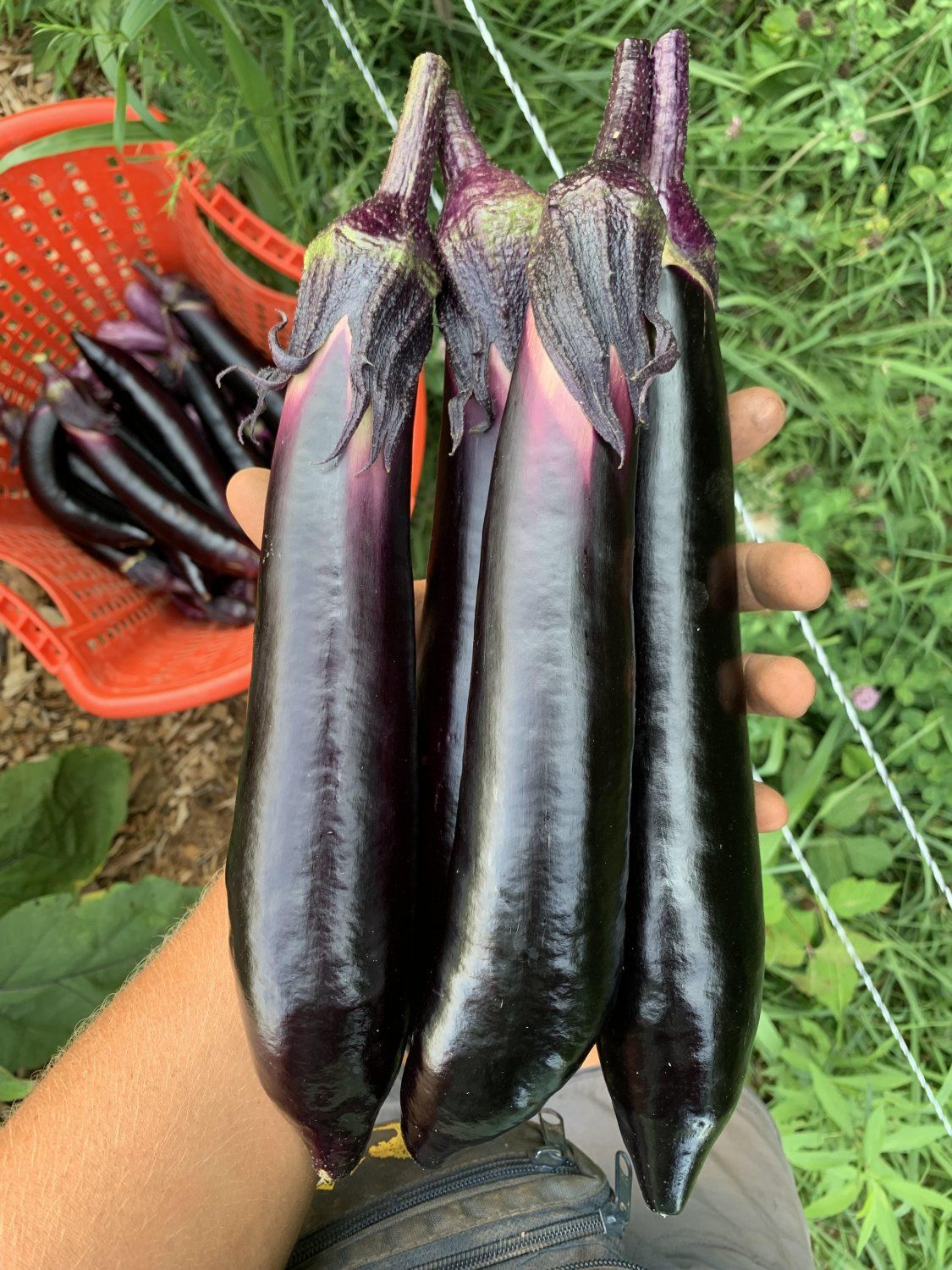 Marinated Eggplant, Bulk Tomatoes and Chicken Sausage