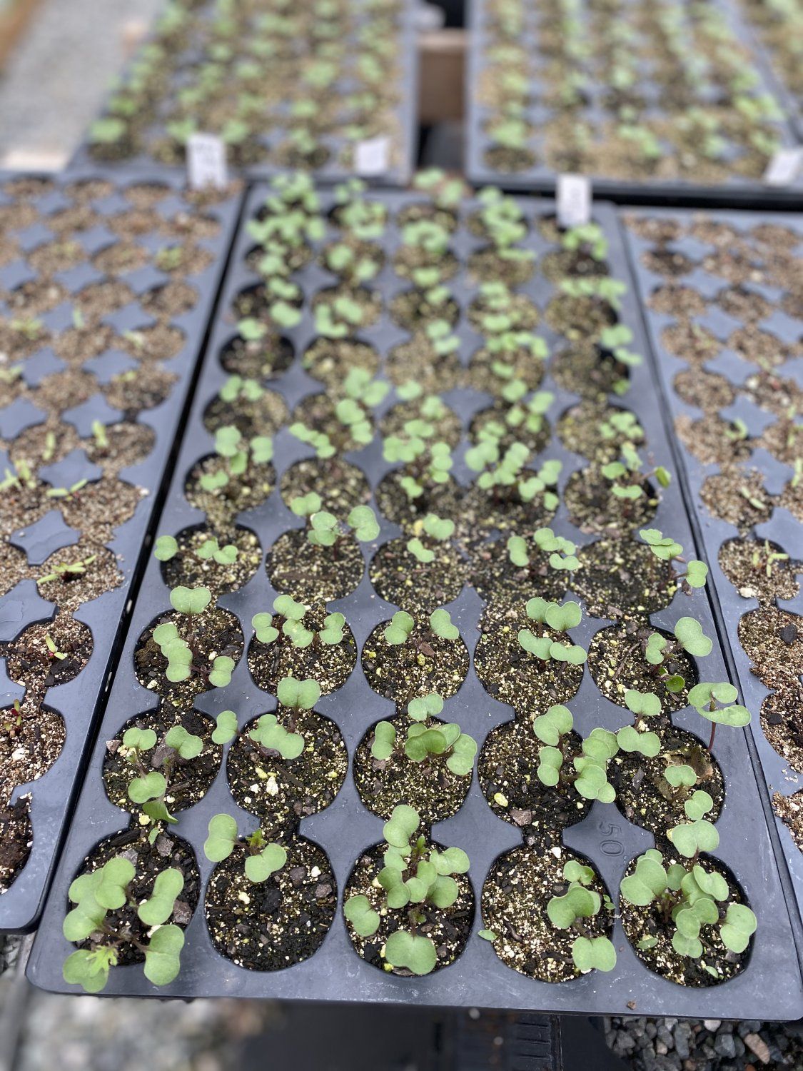 Next Happening: Fall greenhouse is going!