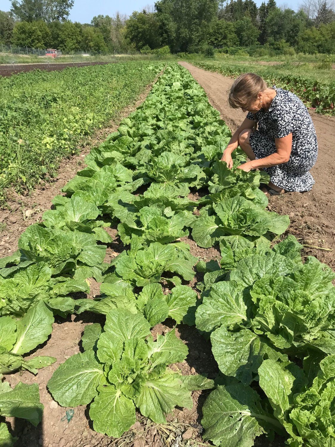 Previous Happening: Farm Happenings for August 4, 2021