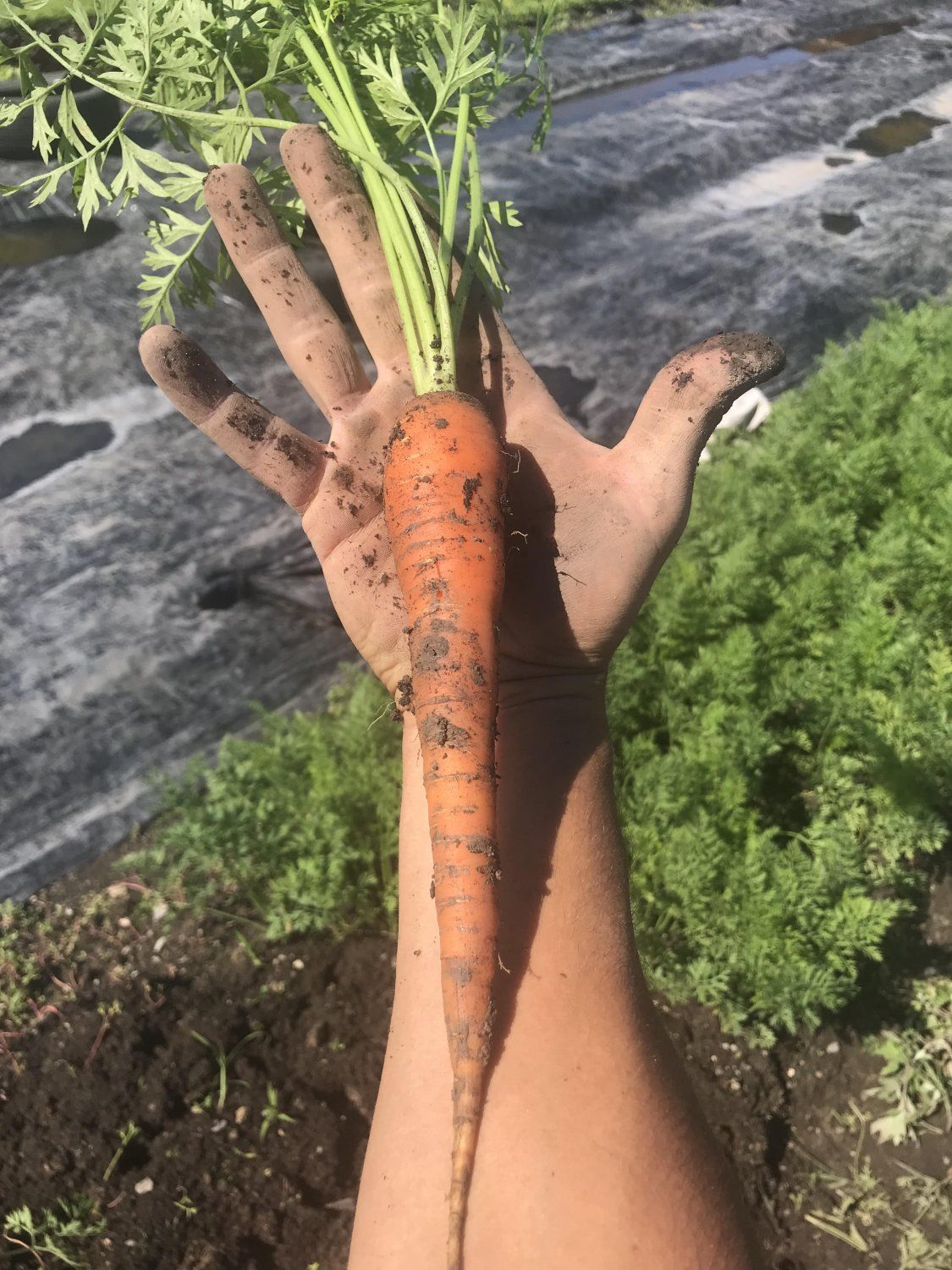 Next Happening: Common Roots Urban Farm Newsletter Week #9