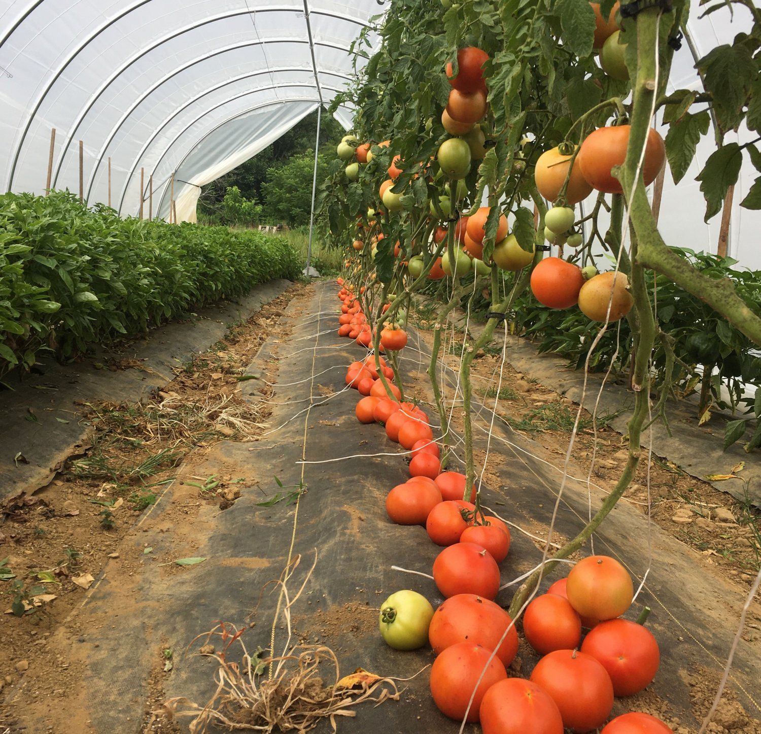 Order by Thursday at 10 pm for Saturday Pick-up, LOTS OF Tomatoes