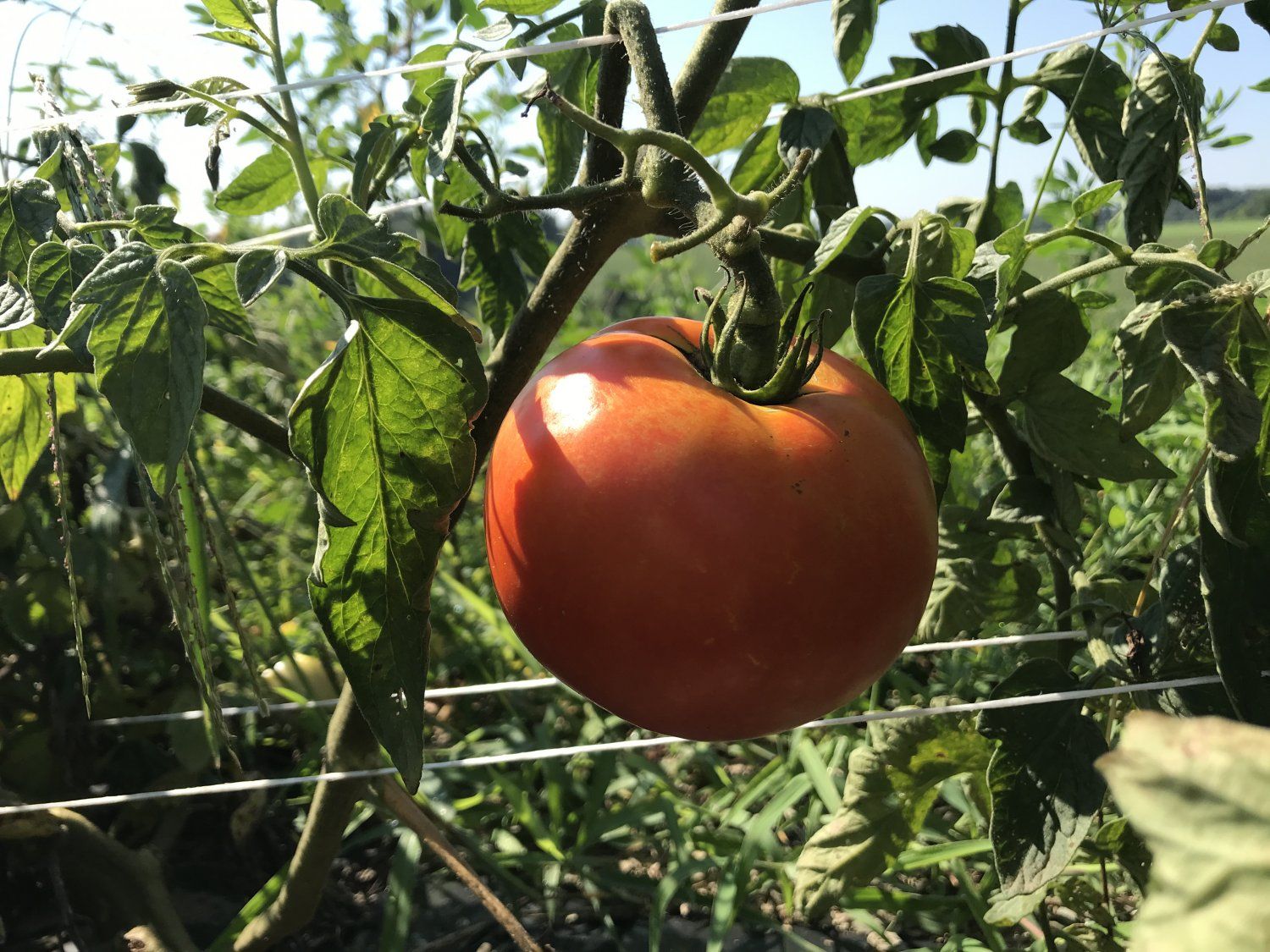 Previous Happening: Tomatoes and Corn say Summer