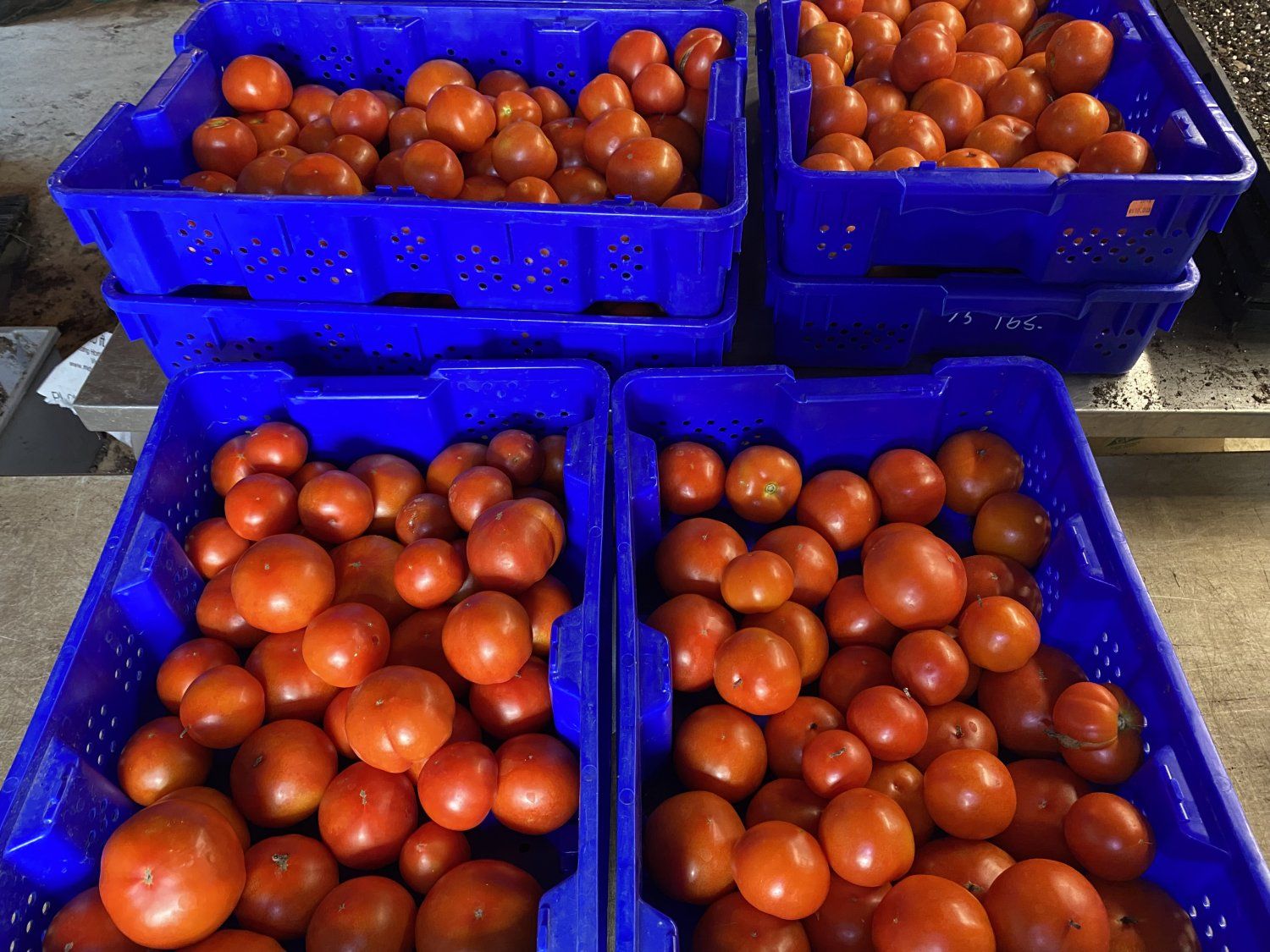 Tomato Mania (Bulk Tomatoes Available While they Last!!!!)