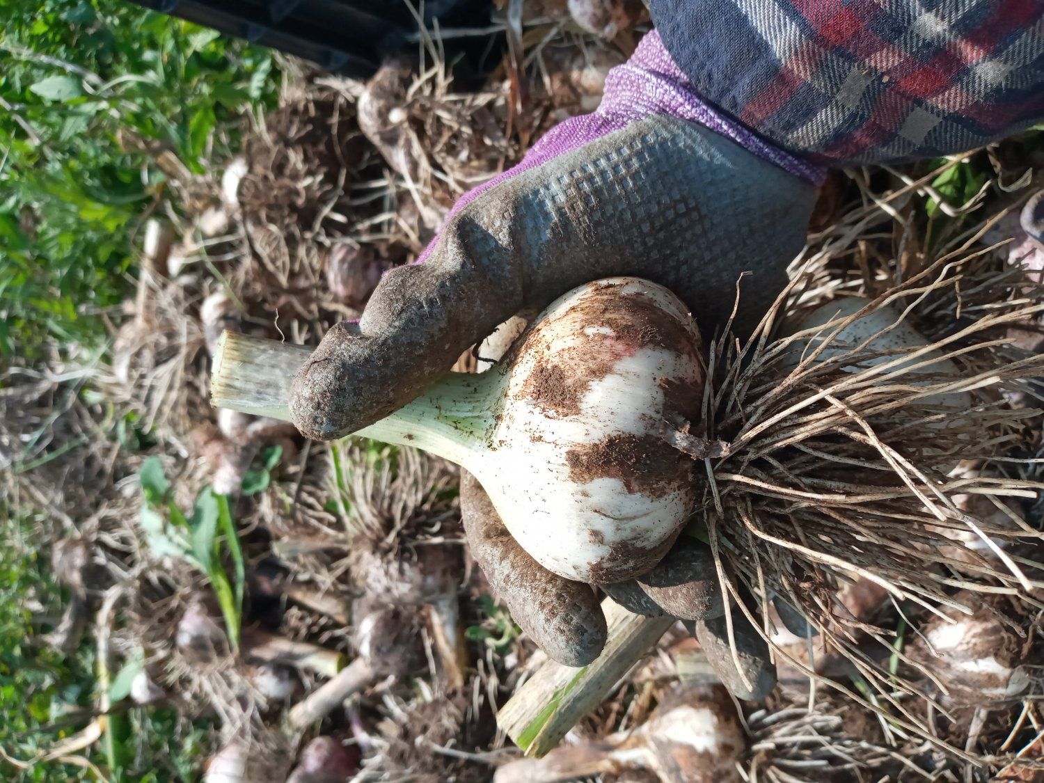 Farm Happenings for August 10, 2021 - The Garlic Queen