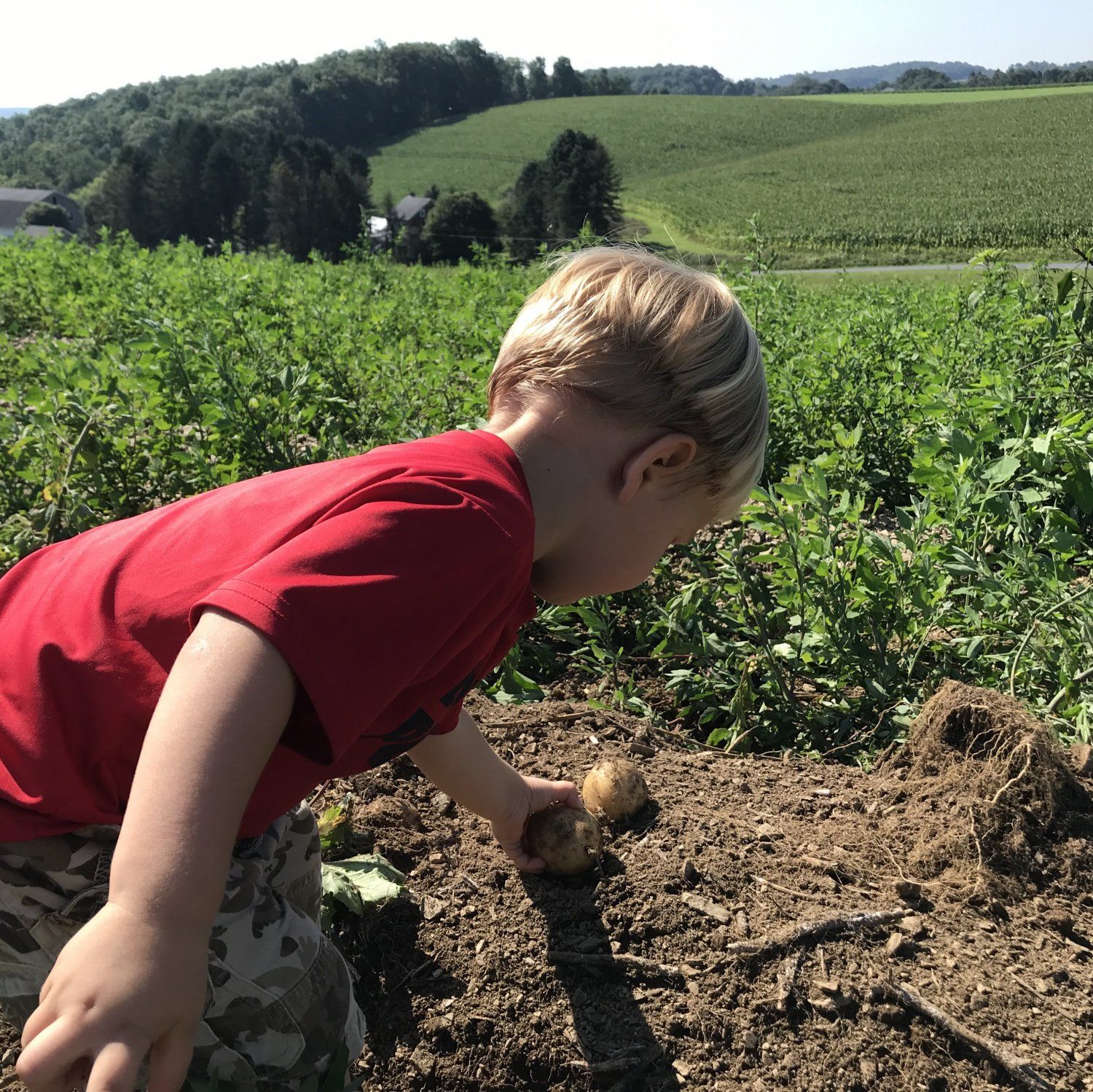 Picking Potatoes begins in July +  Last Pizza Night