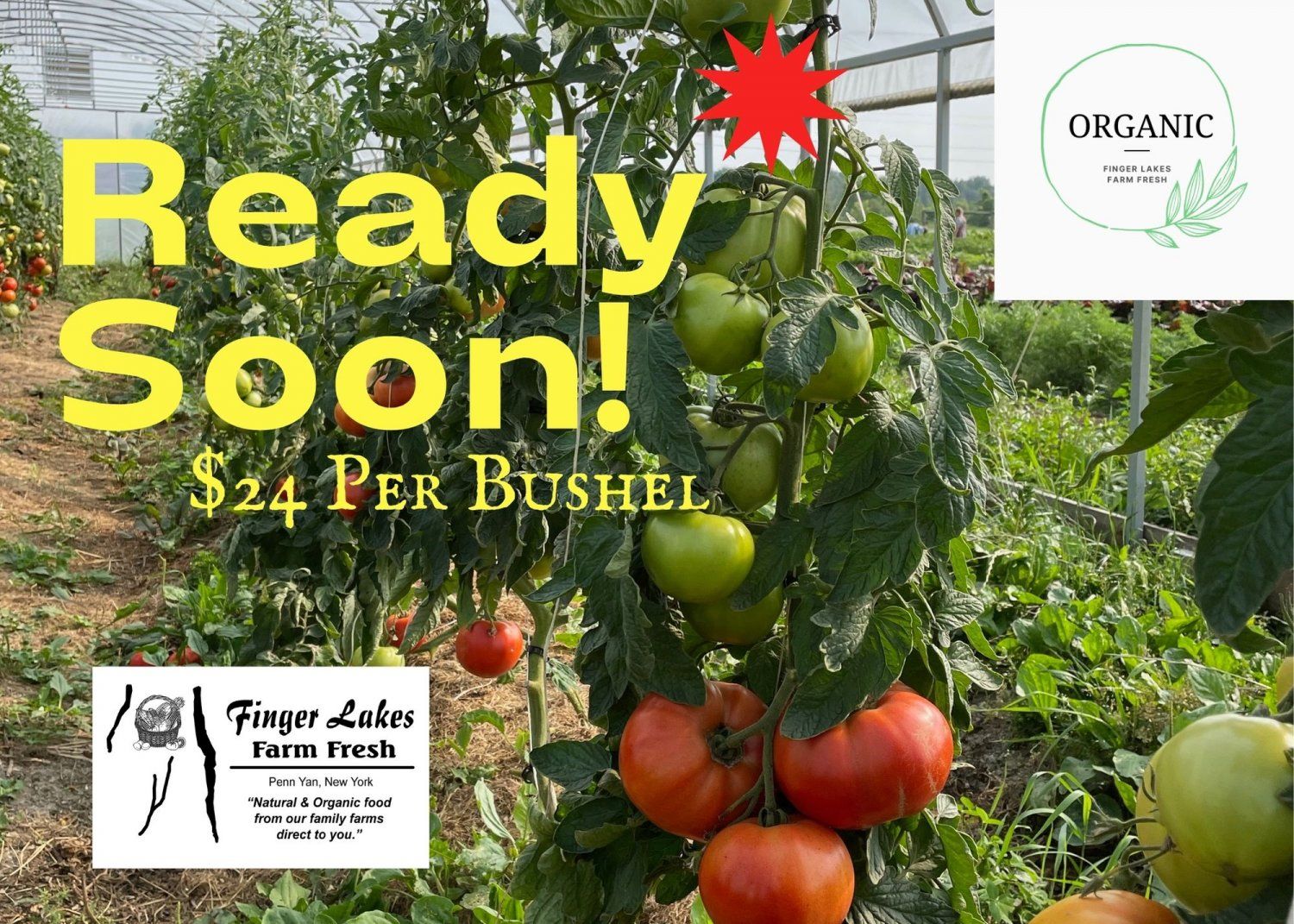 Next Happening: Welcome Heirloom Tomatoes!