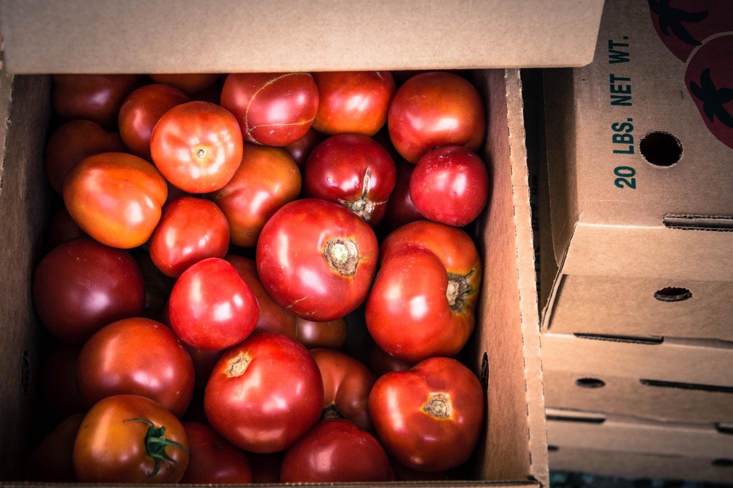 Next Happening: Bulk Tomato Sale Saturday morning Aug 14, 2021 at Suffield Farm