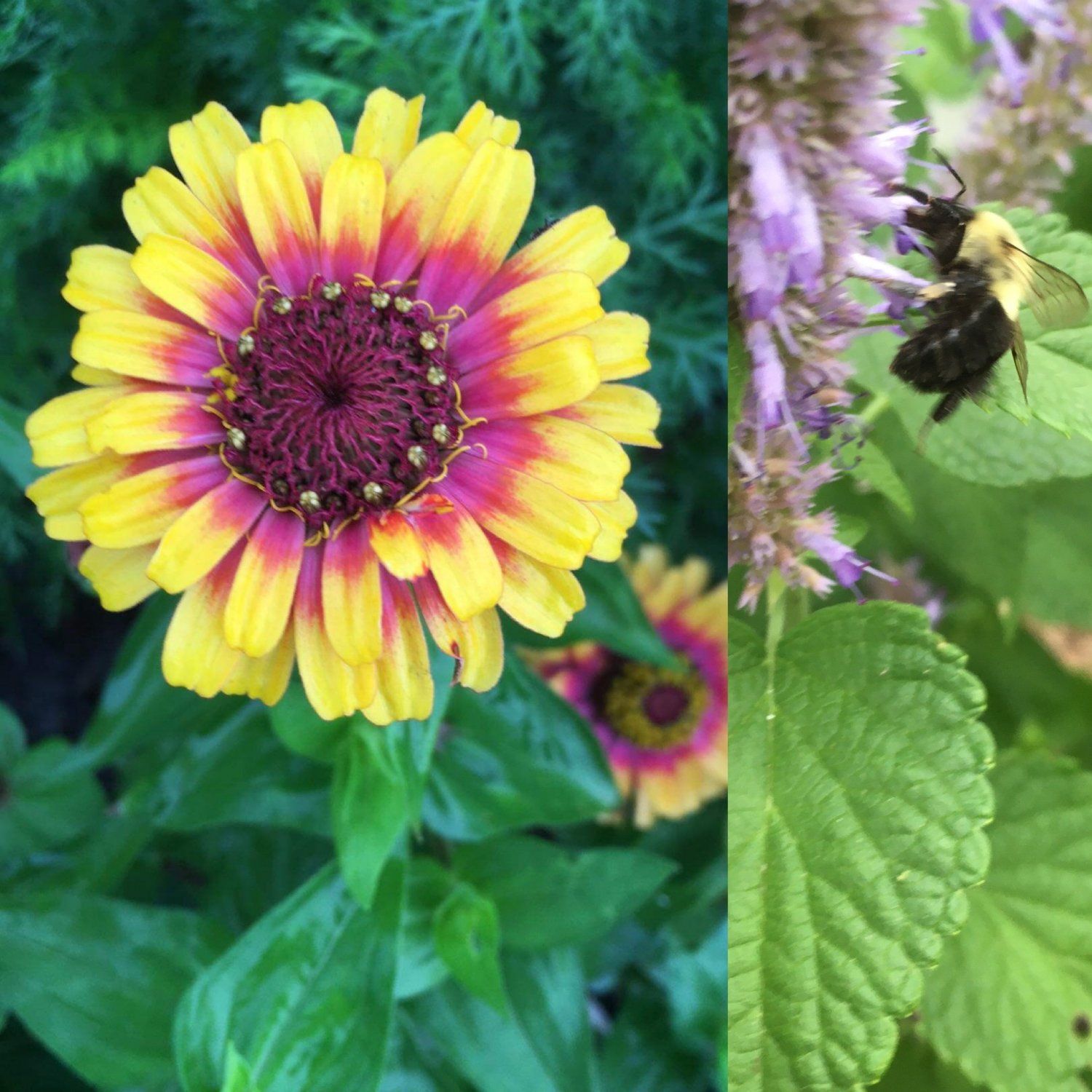 Pollinator Haiku