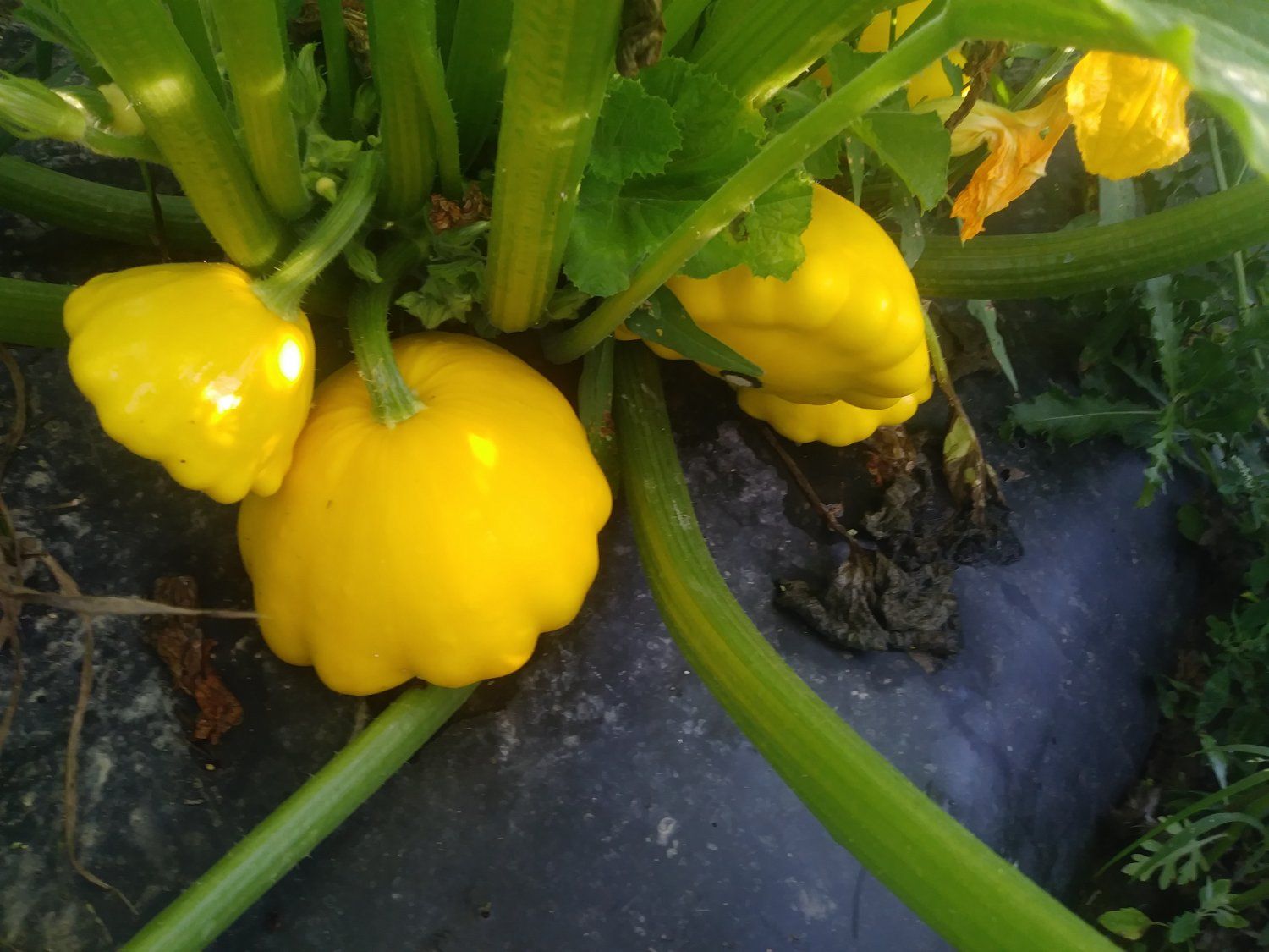Farm Happenings for August 17, 2021 week 7 - The Patty Pan - demic