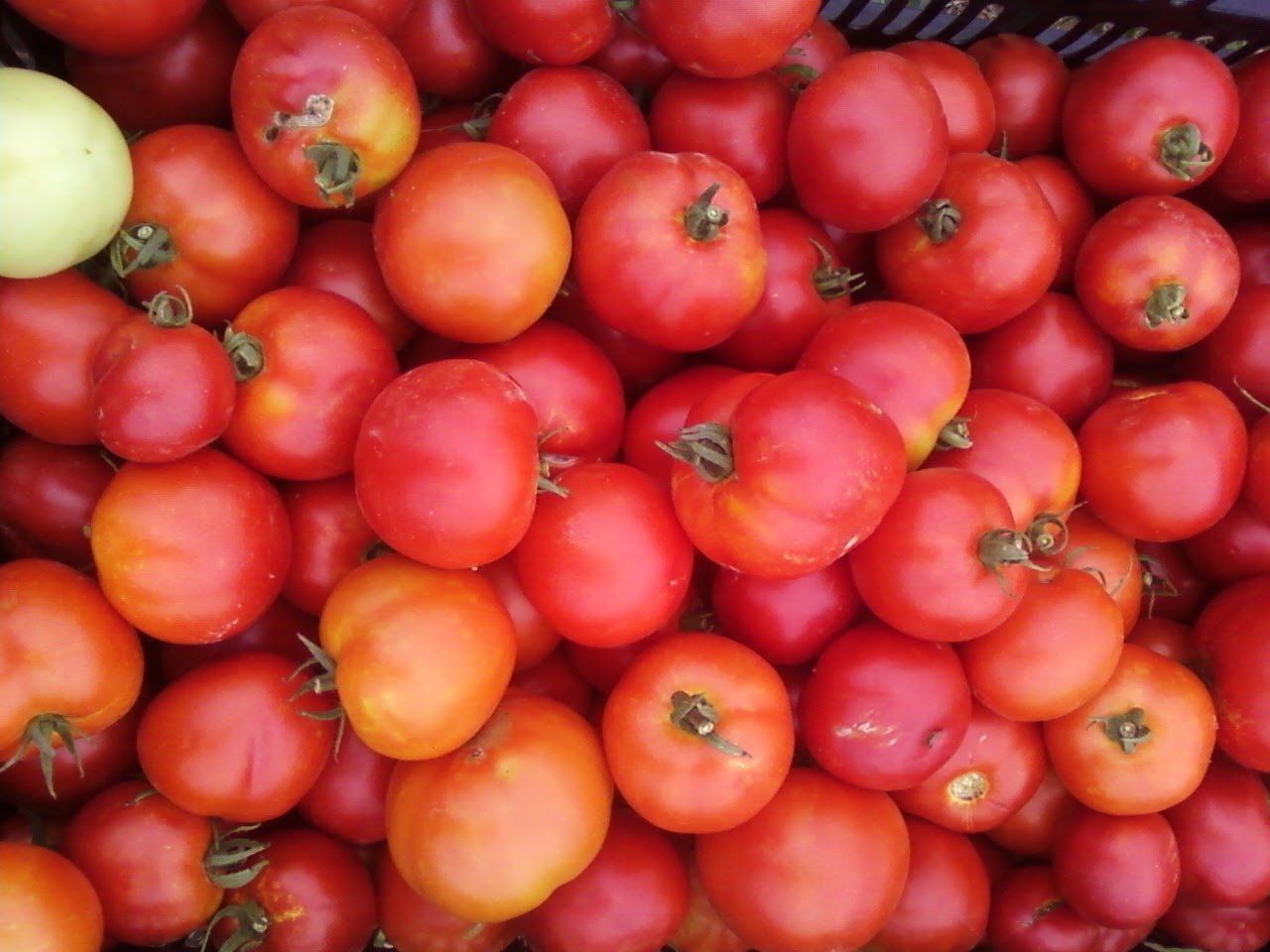 Special Tomato Pop-up Sale!!! (with Garlic, Onions, Peppers and more)