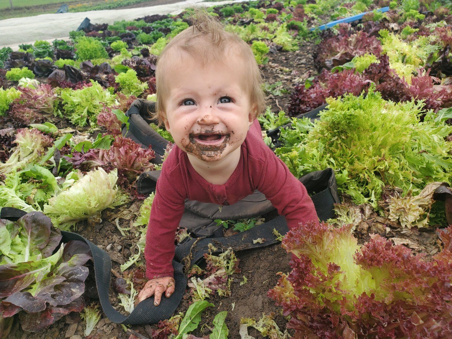 Next Happening: Lettuce Rejoice! August 26, 2021- From Soil Health to Gut Health