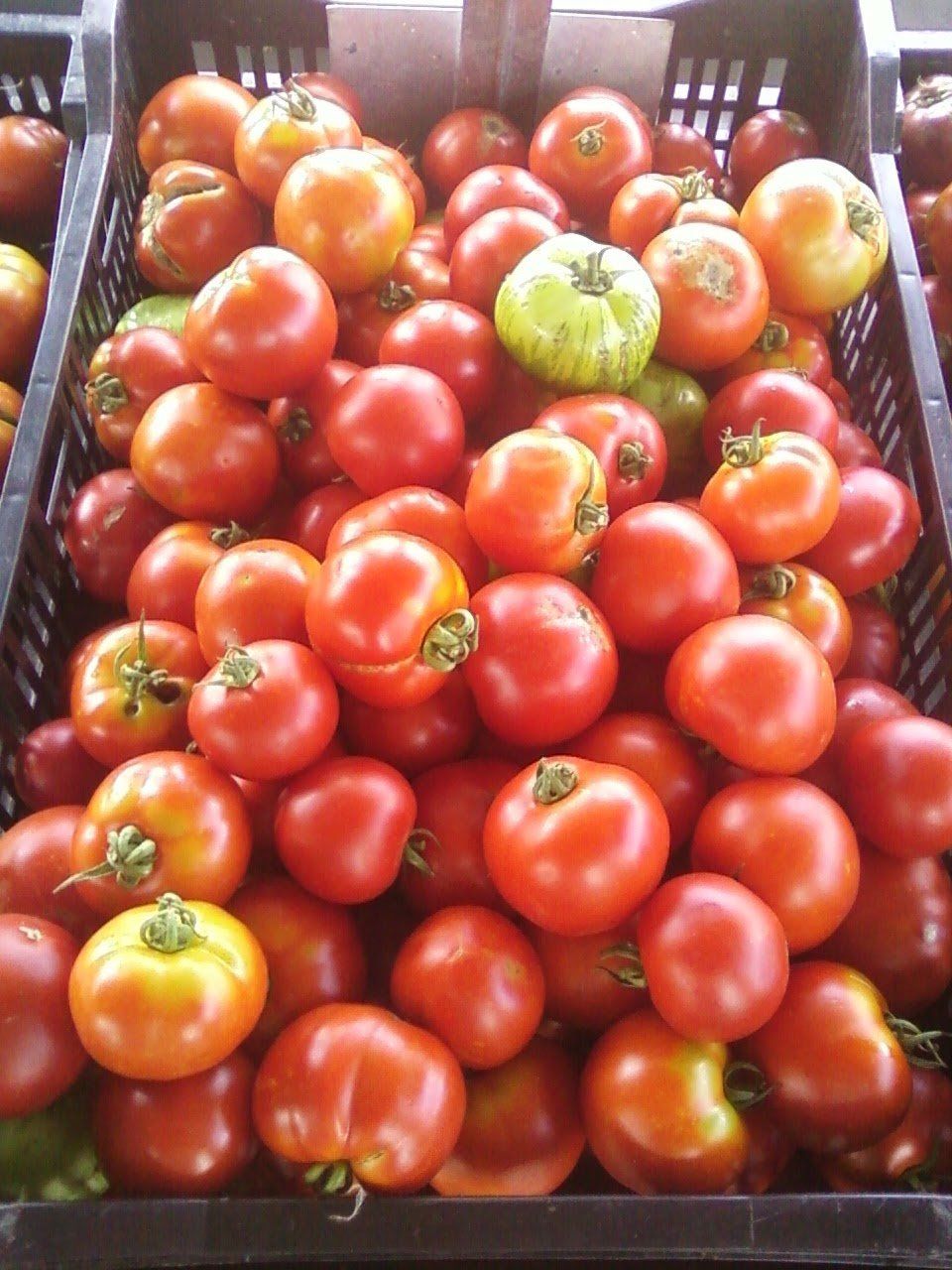 Pop-up Tomato sale for August 24, 2021