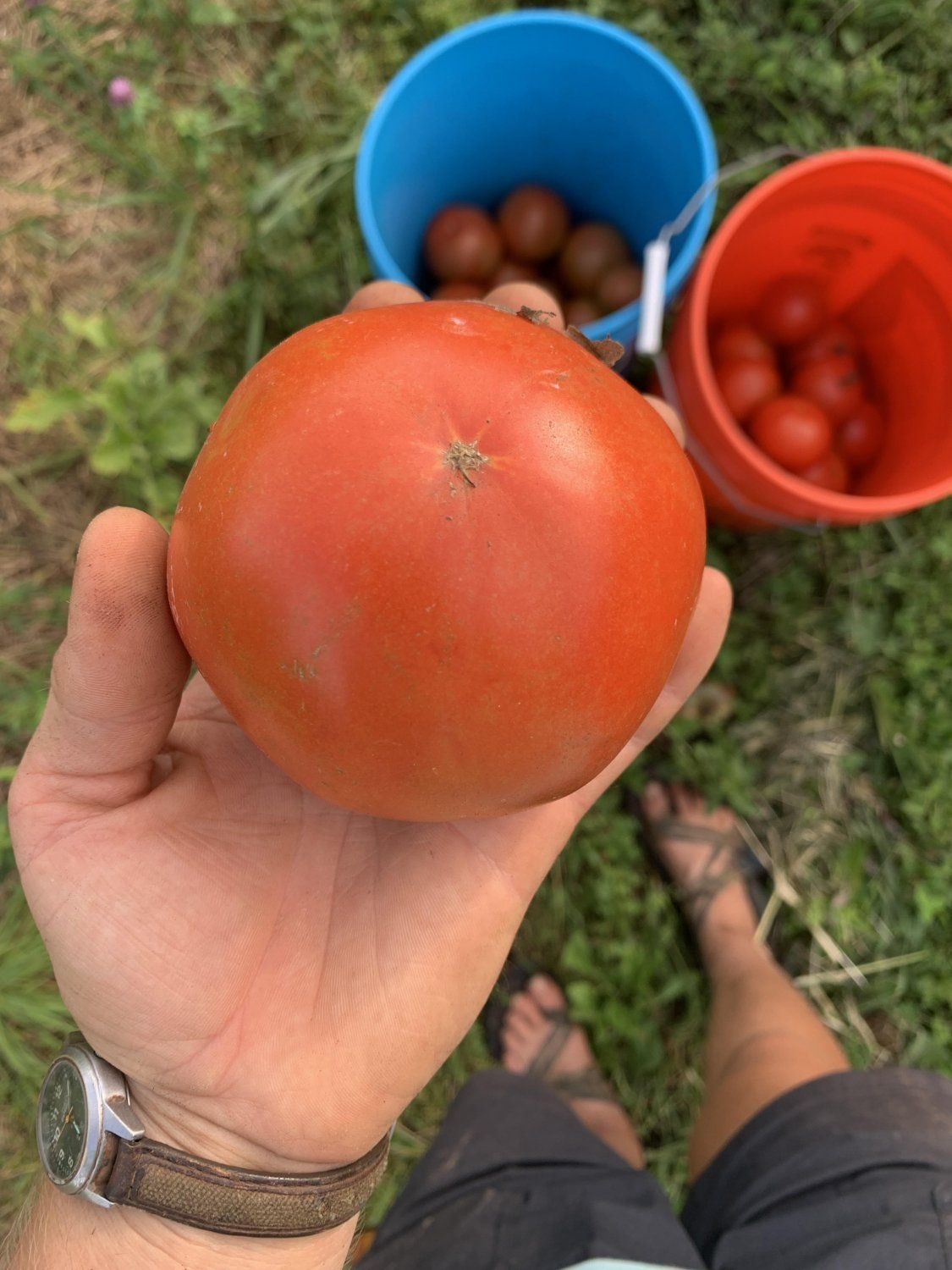 The Perfect Tomato