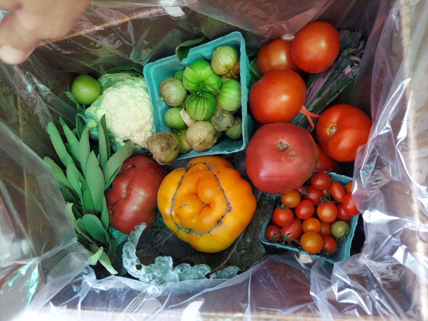Next Happening: CSA Box 11 (Please Click on Continue Reading to see Whole Newsletter)