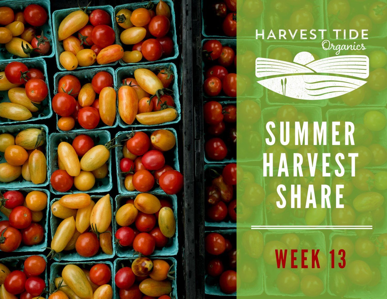 Summer Harvest Share - Week 13