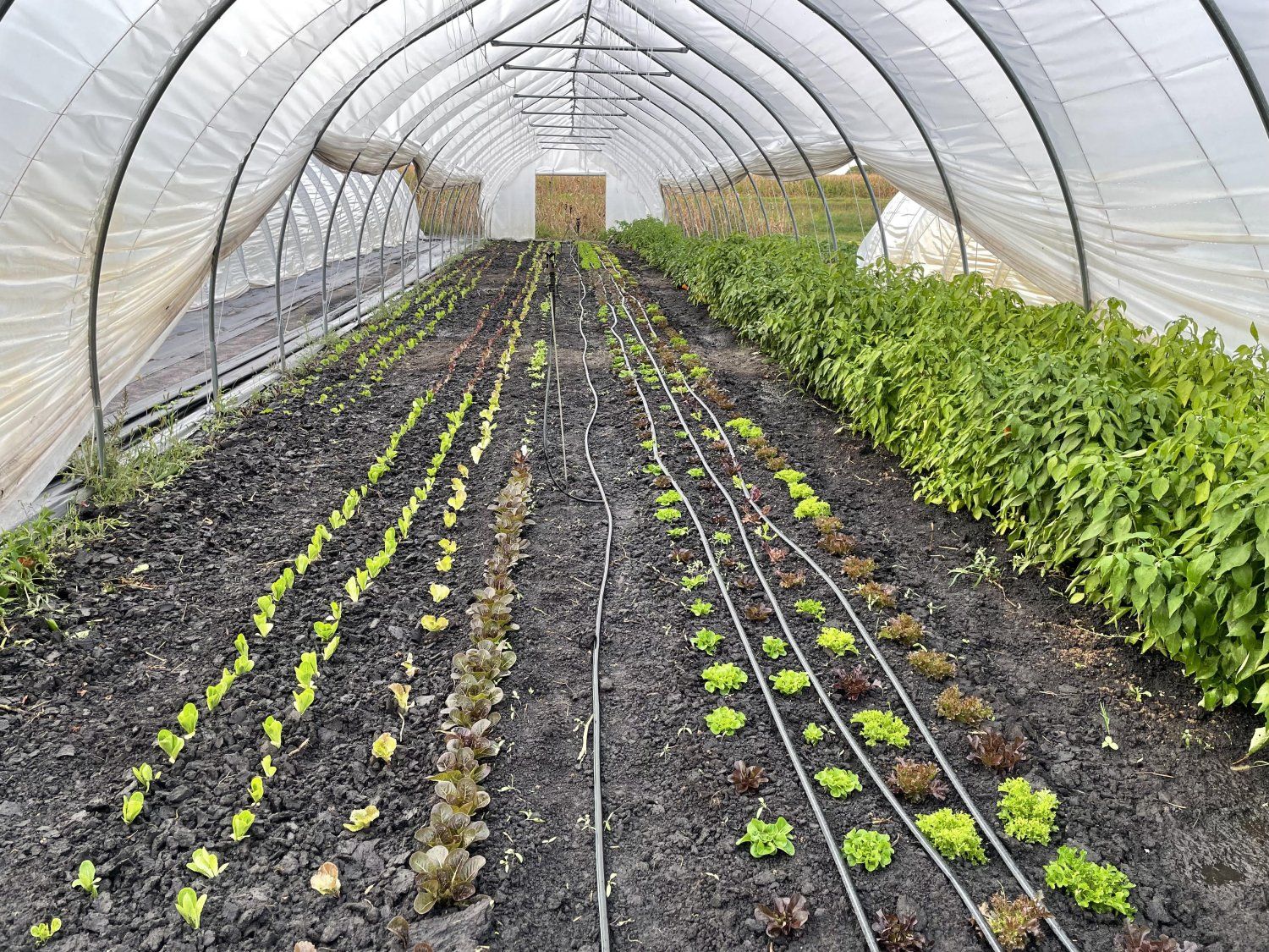 Winter Crops Into the Tunnels