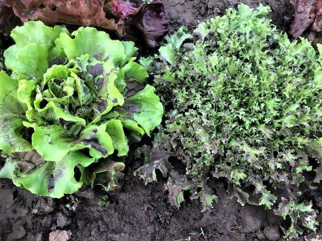 Lettuce Rejoice! September 23, 2021- A Weather Whirlwind