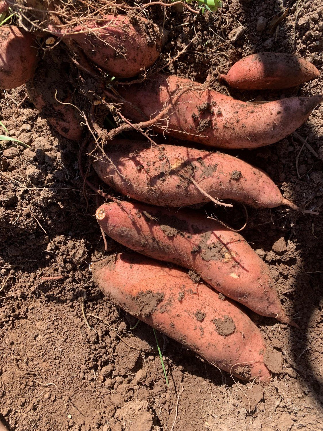 Ringing Fall in with Sweet Potatoes!