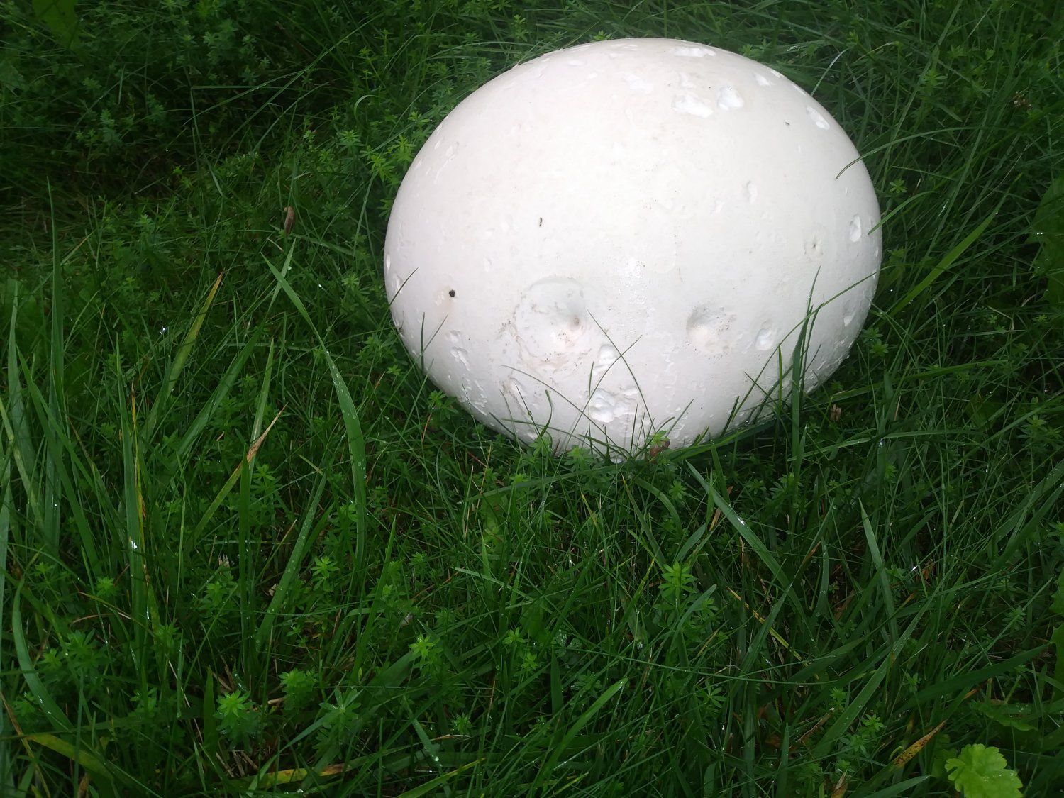 Farm Happenings for September 28, 2021 -  A message in a mushroom.