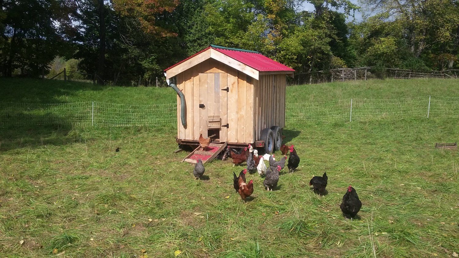 Week 16 -- Happy Hens