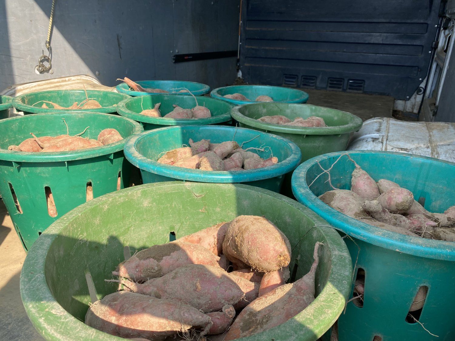Autumn Week 3:  Get Ready for A Steady Diet of Sweet Potatoes!