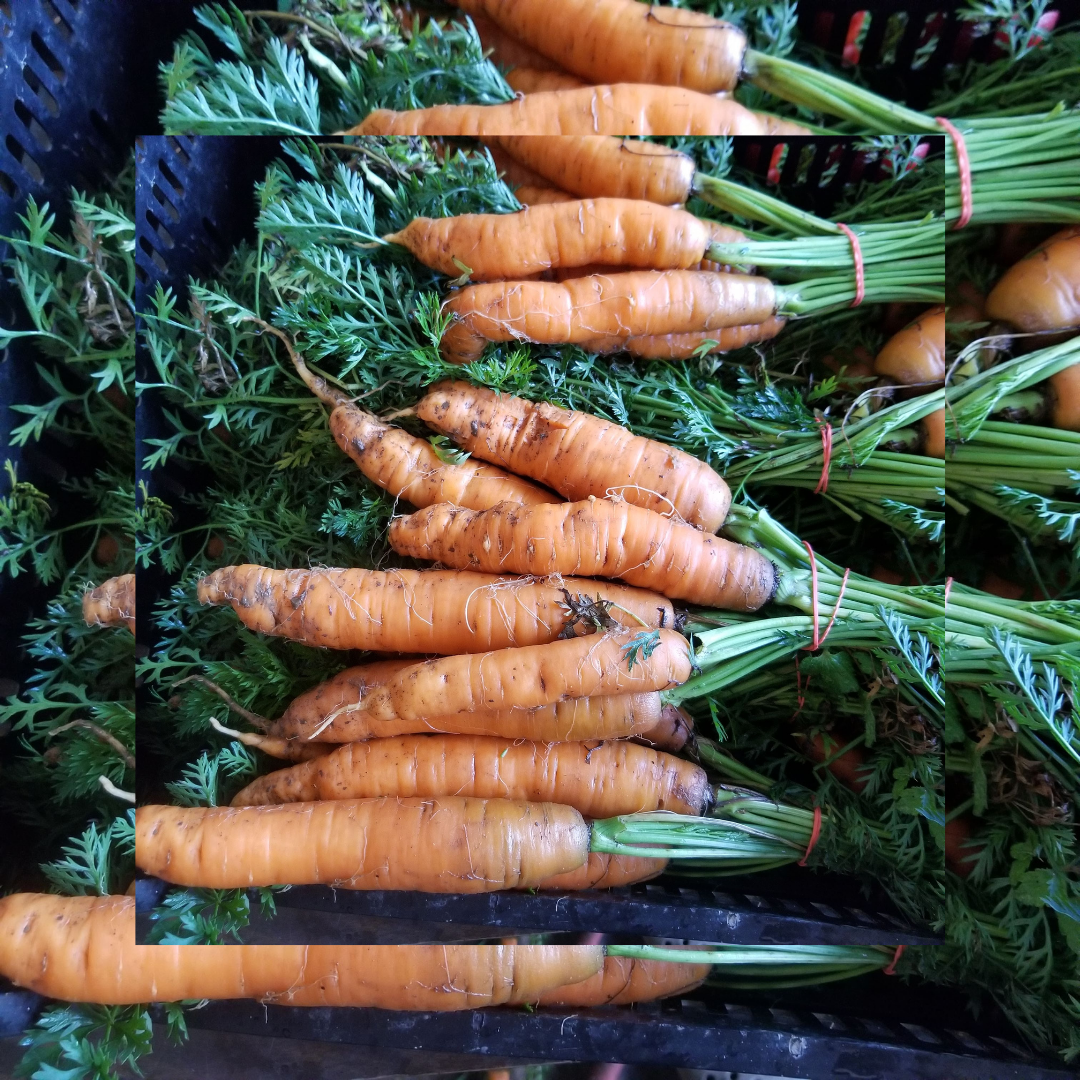 Next Happening: Carrots are Gold + Winter Shares