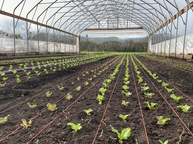 Abby on Fresh Greens in Winter Shares + High Tunnel Production!