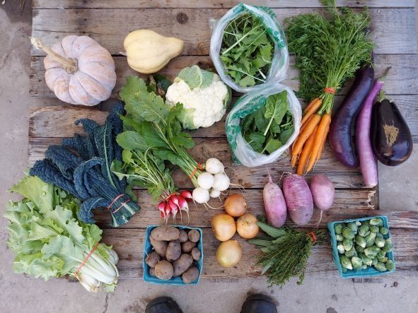 Previous Happening: Fall CSA Box4 (Please Click on Continue Reading to see Whole Newsletter)
