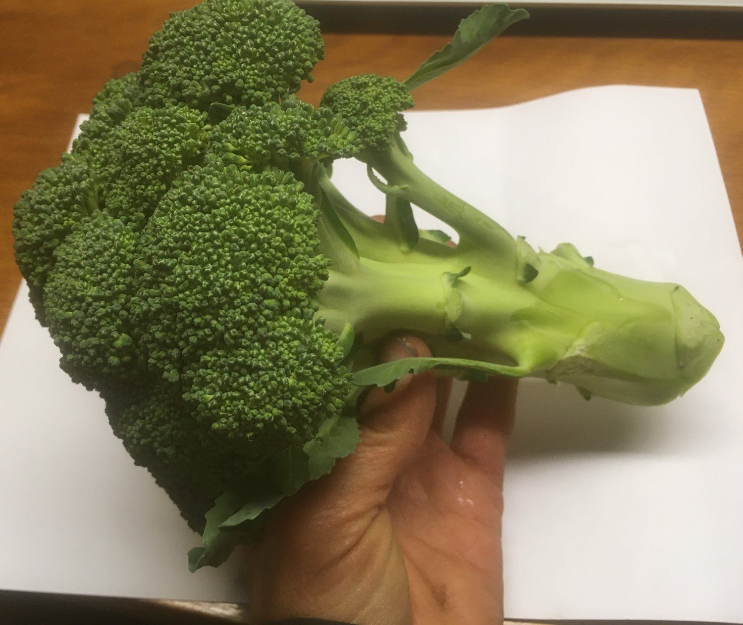 Farm Happenings for November 20, 2021: Broccoli and Garlic
