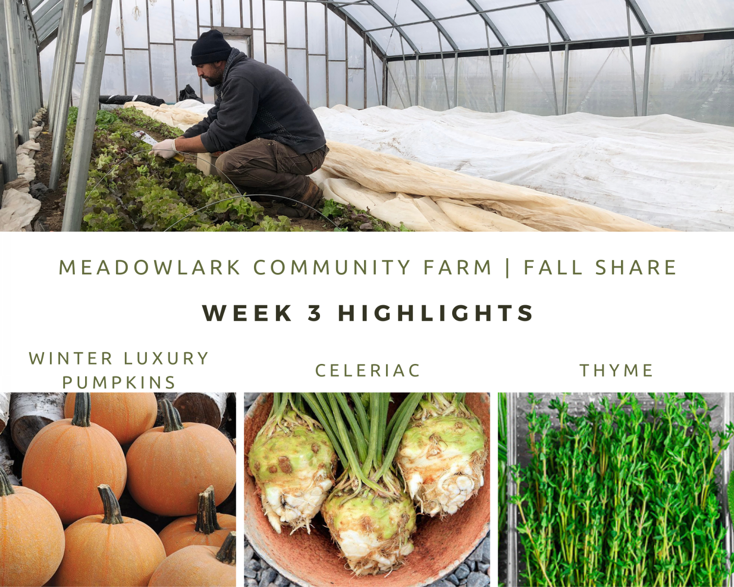 Previous Happening: Fall Share: Week 3